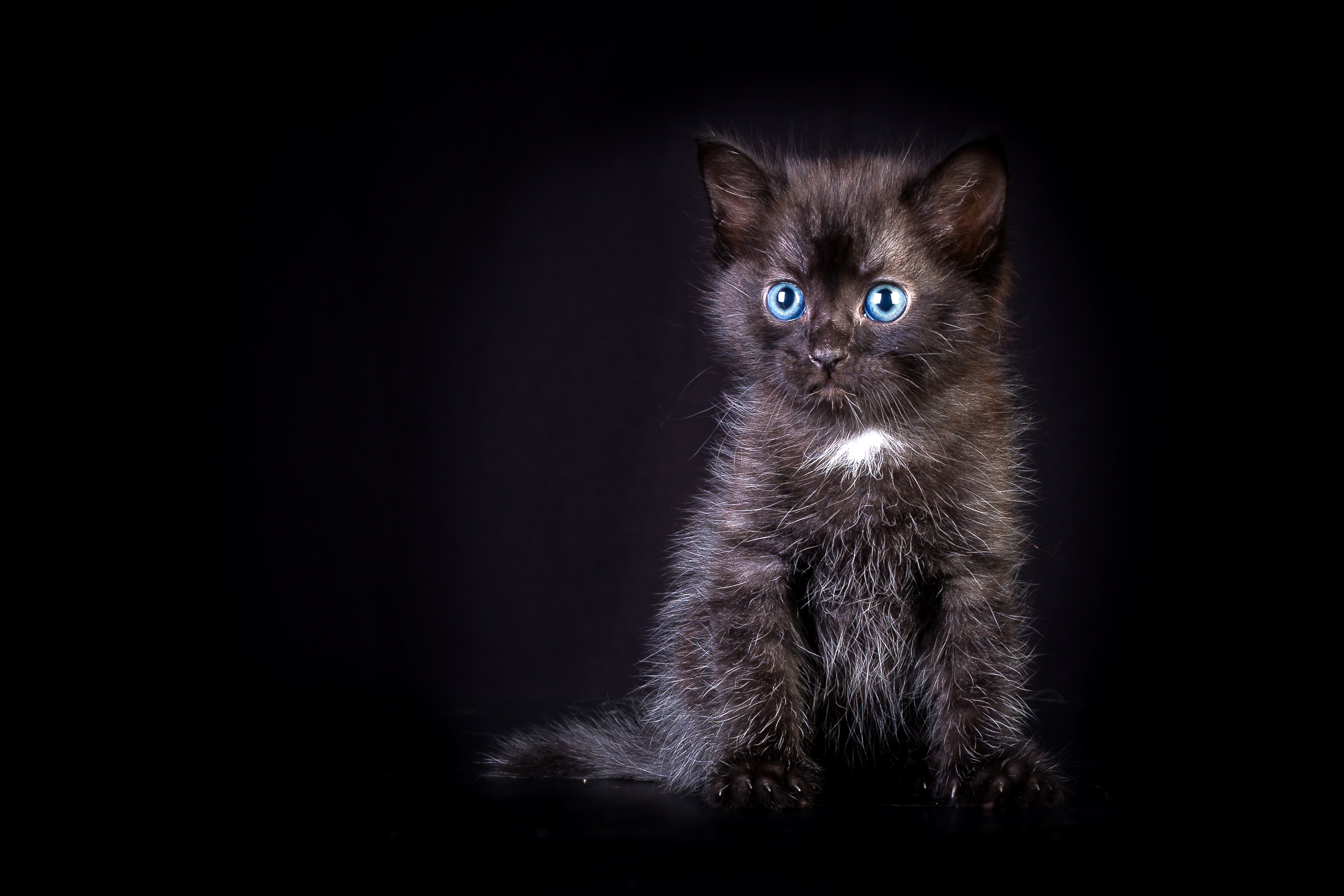 Photo Kittens Cats Black Animals 2855x1903
