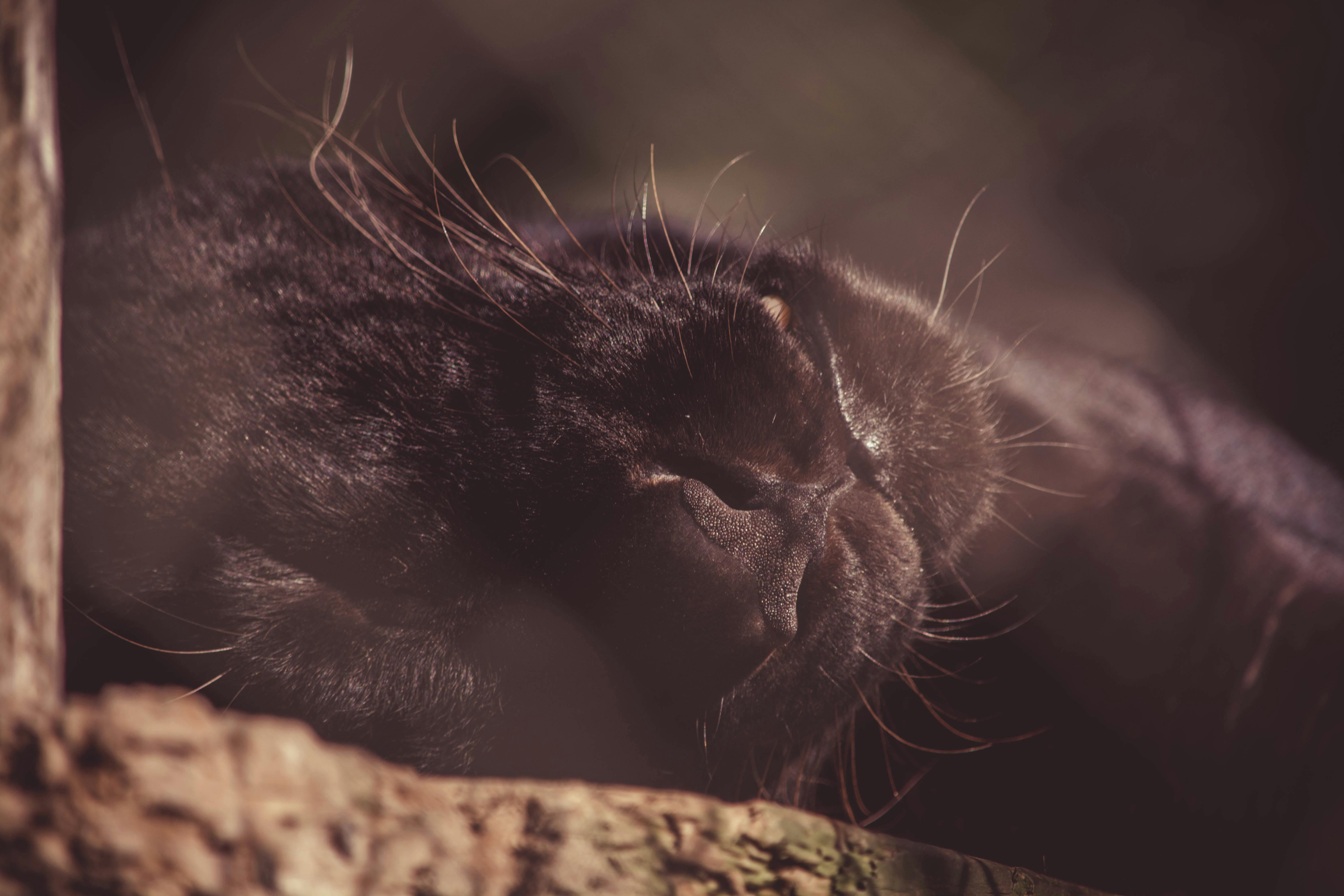 Close Up Photography Of Black Panther Lying On Brown Wood · Free