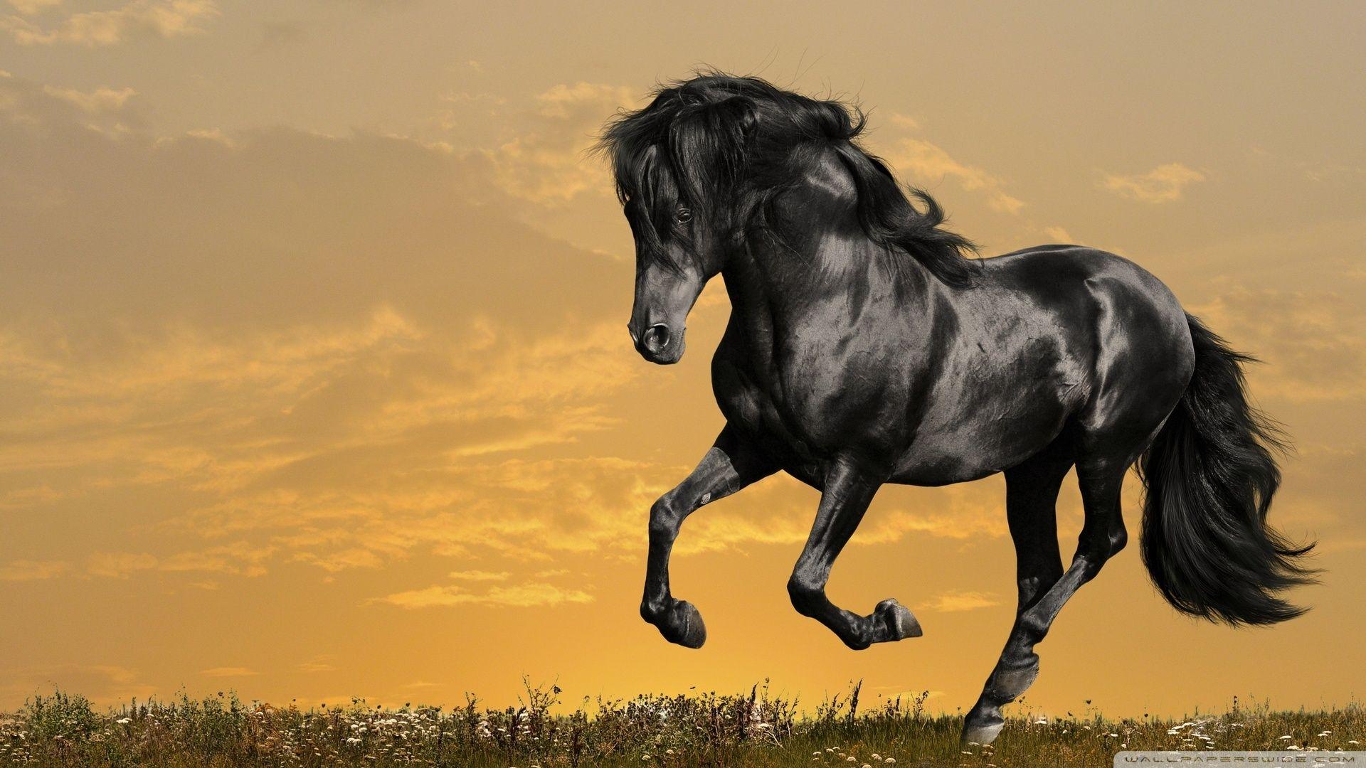 Black Horse Running ❤ 4K HD Desktop Wallpaper for 4K Ultra HD TV