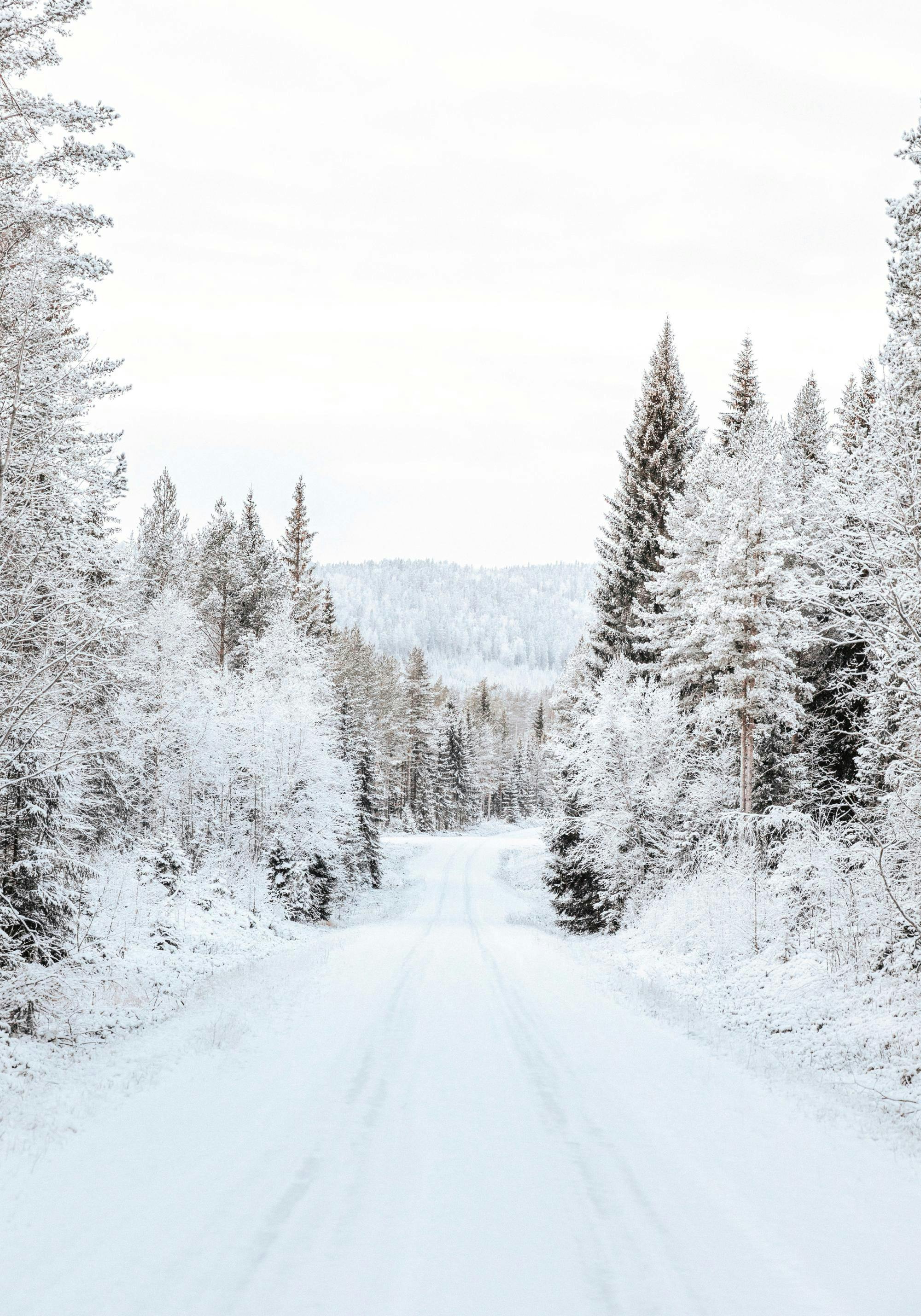 Snowy Forest Road Print