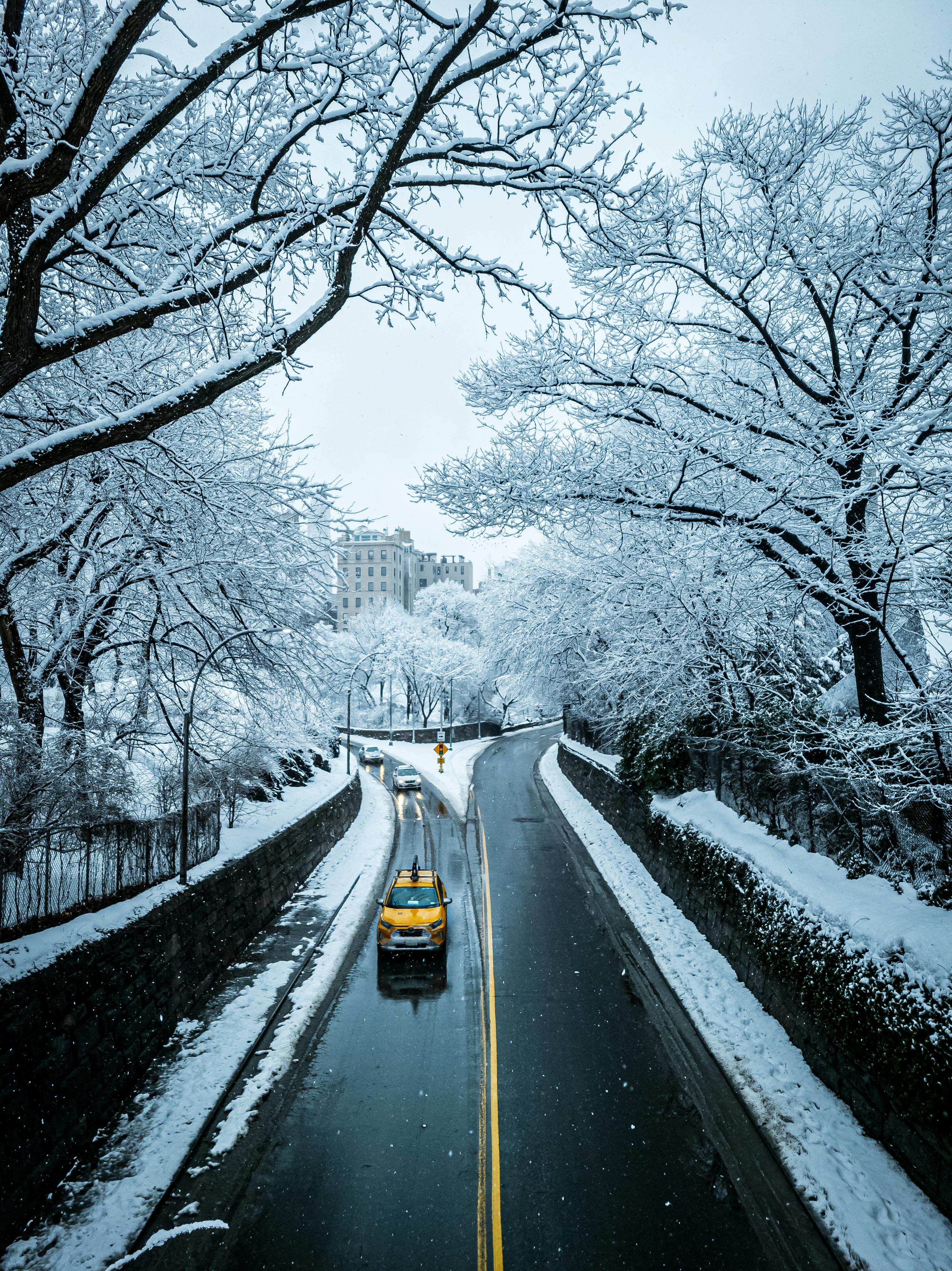 Roads Surrounded by Trees Covered with Snow · Free