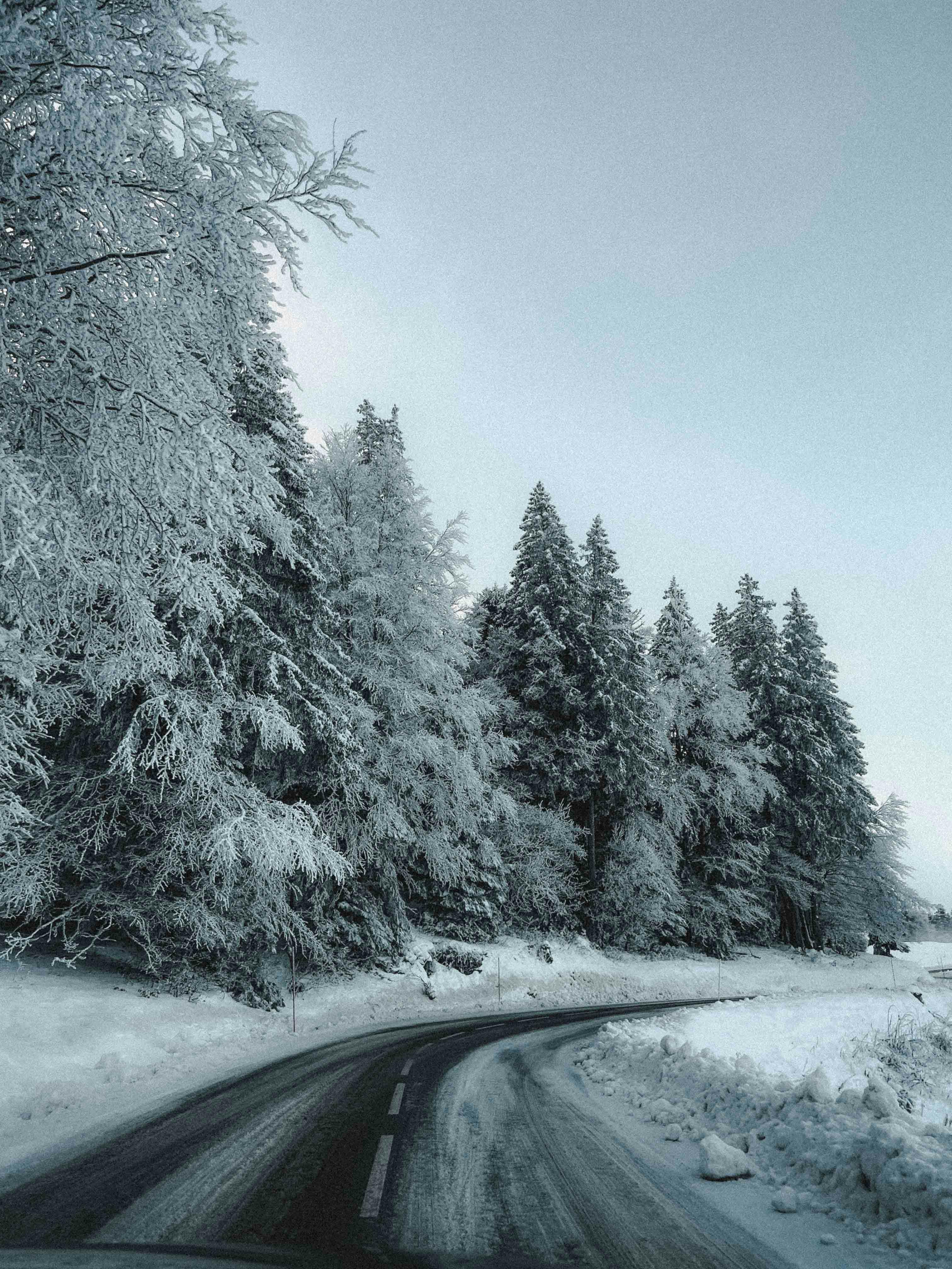 Snowy Alpine Forest Road in Winter Scene · Free