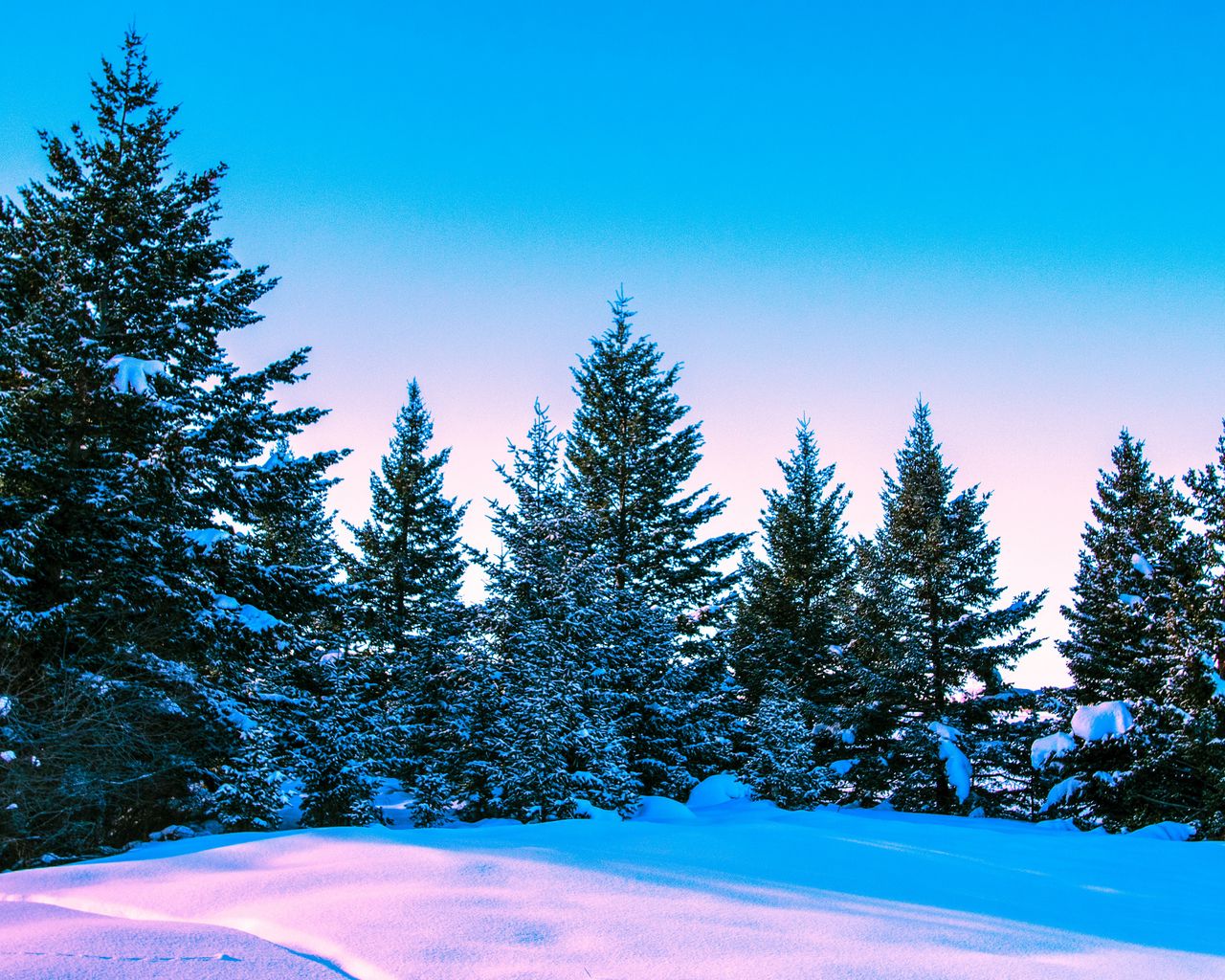 Download wallpaper 1280x1024 winter, forest, trees, bright, sky standard 5:4 HD background