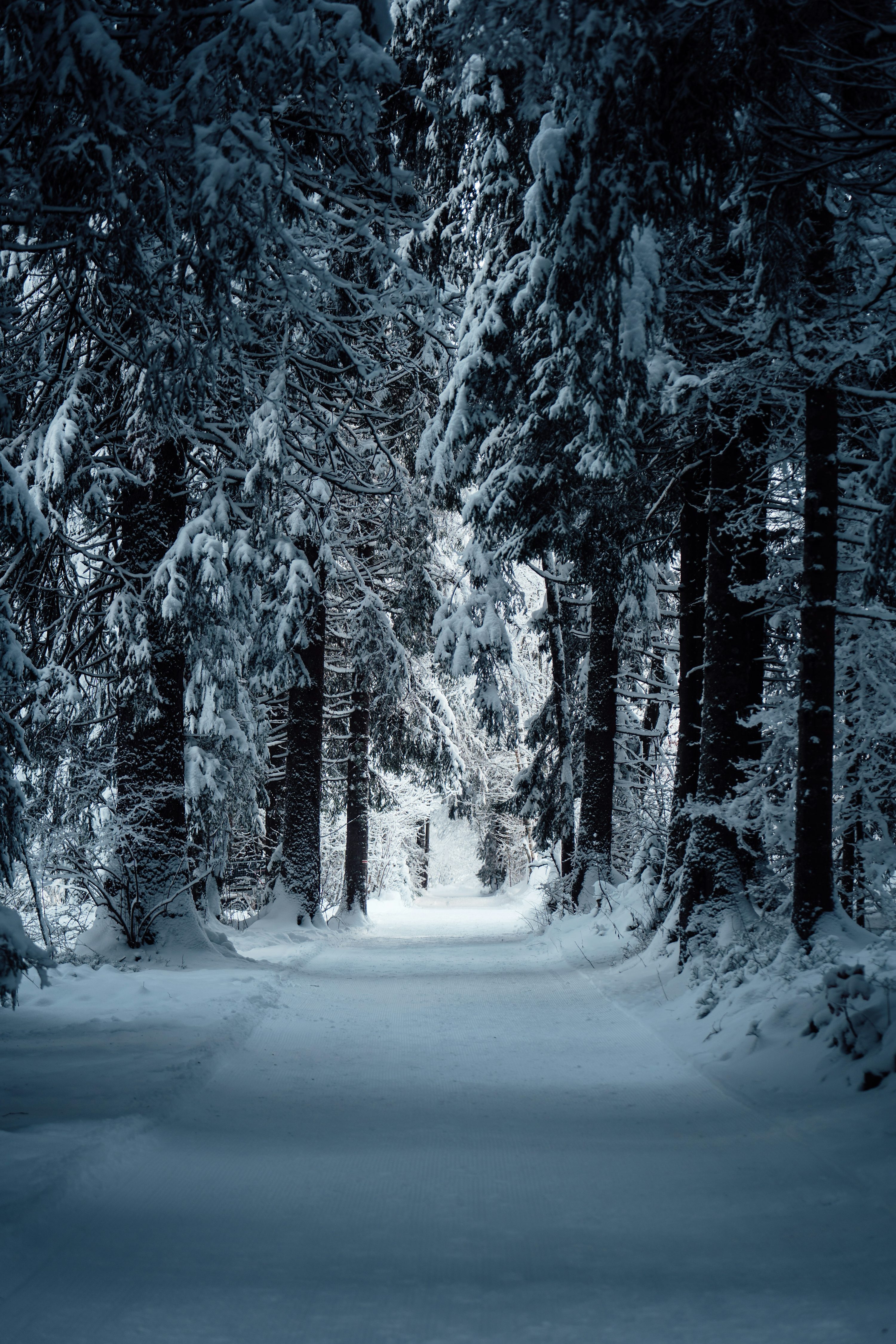 A snow covered road surrounded by tall trees photo