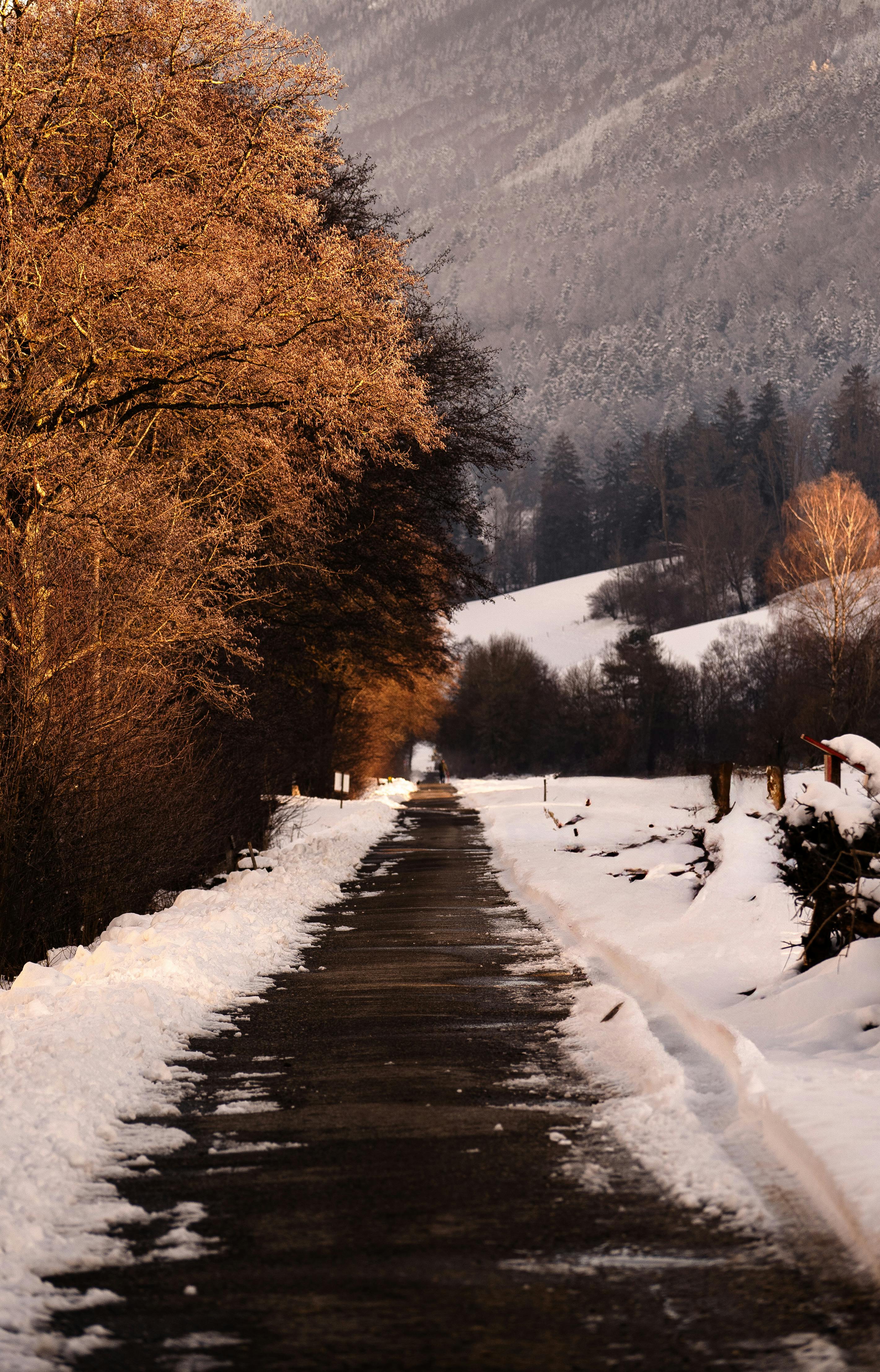 Serene Winter Pathway Through Snowy Landscape · Free