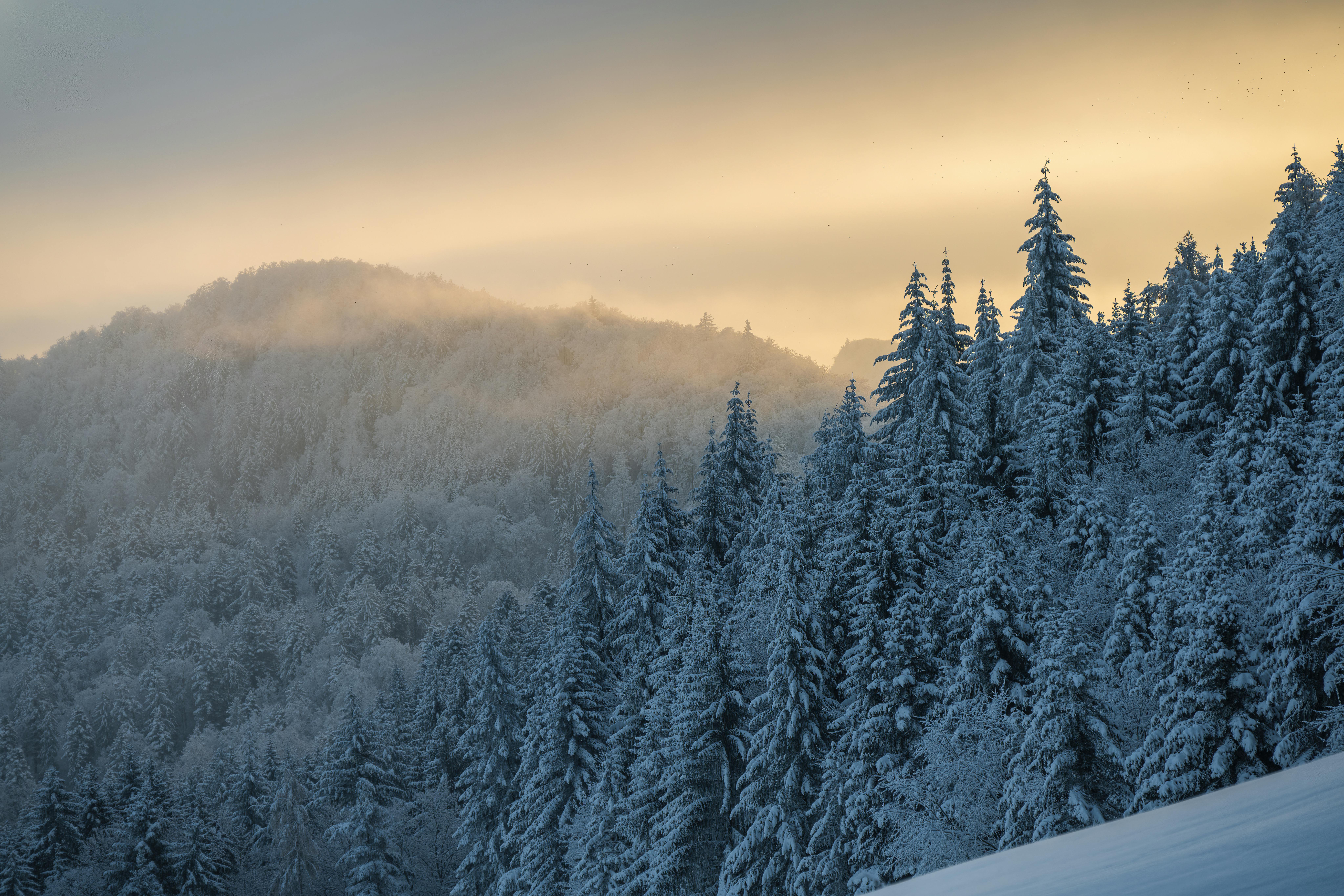 Scenic View of Forest in Winter at Dusk · Free
