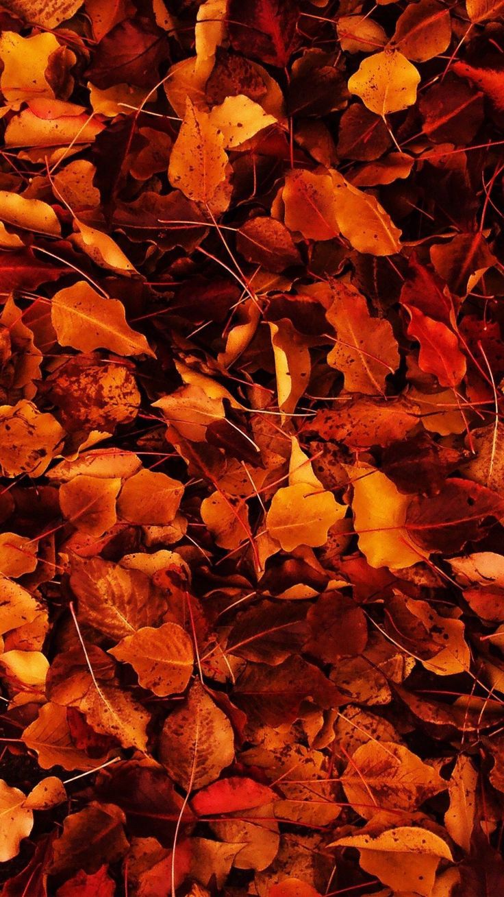 iphone wallpaper. Fall wallpaper tumblr, iPhone wallpaper fall, iPhone 6 wallpaper