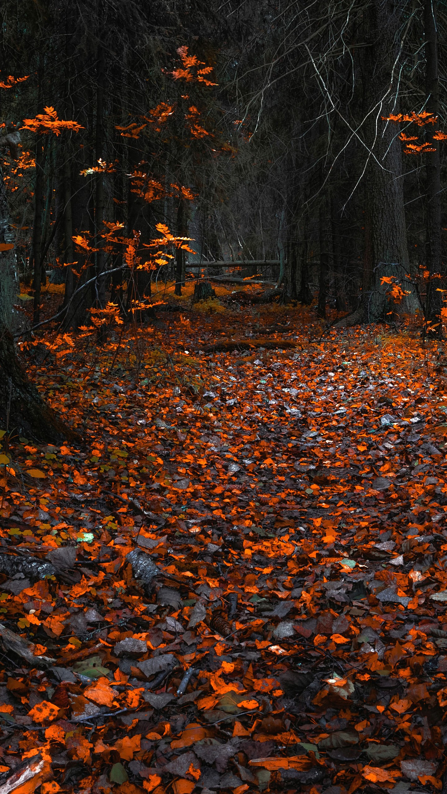 Orange Fallen Leaves On Ground Autumn Trees Branches 4K 8K HD Scenery Wallpaper