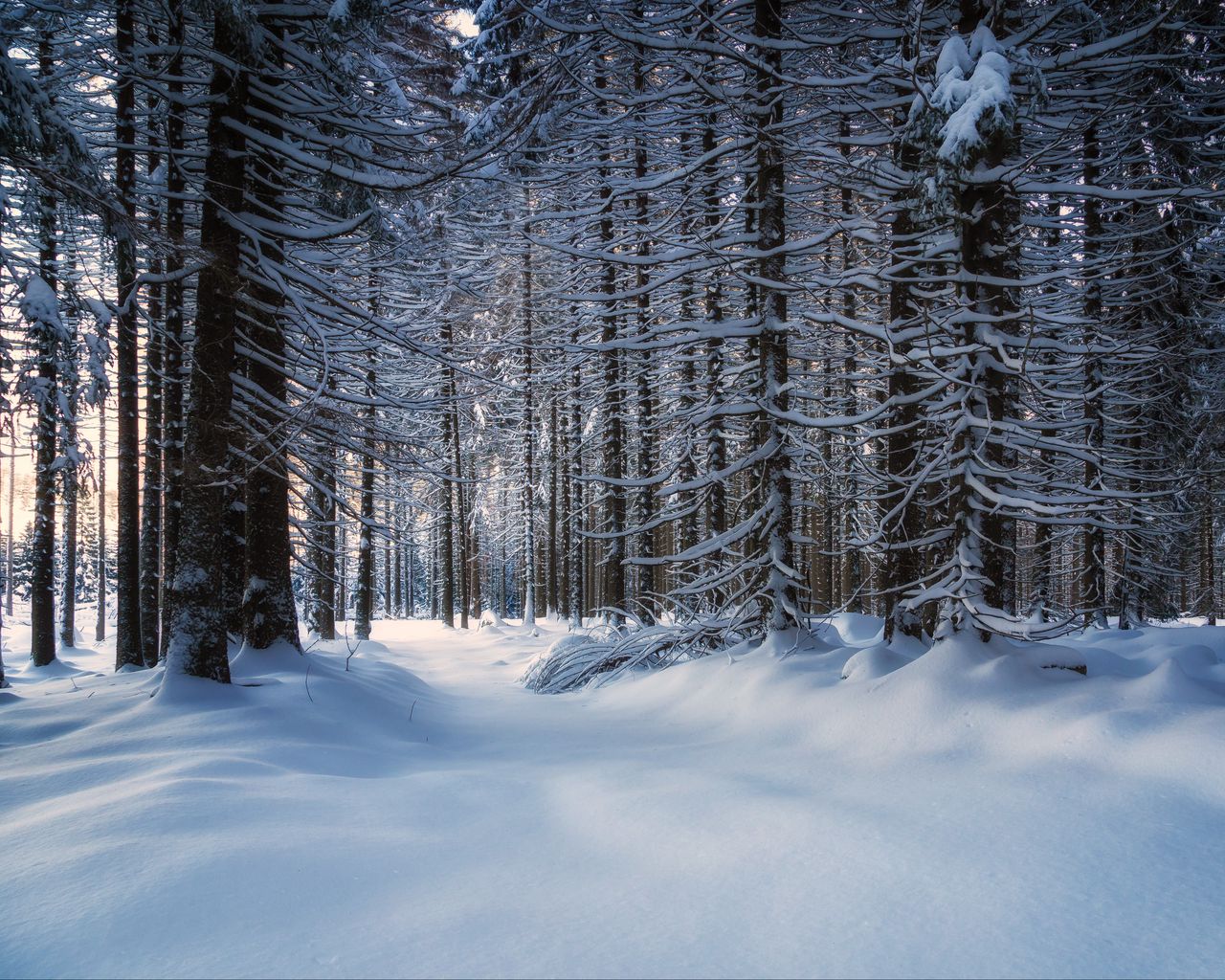 Download wallpaper 1280x1024 trees, snow, snowy, forest standard 5:4 HD background