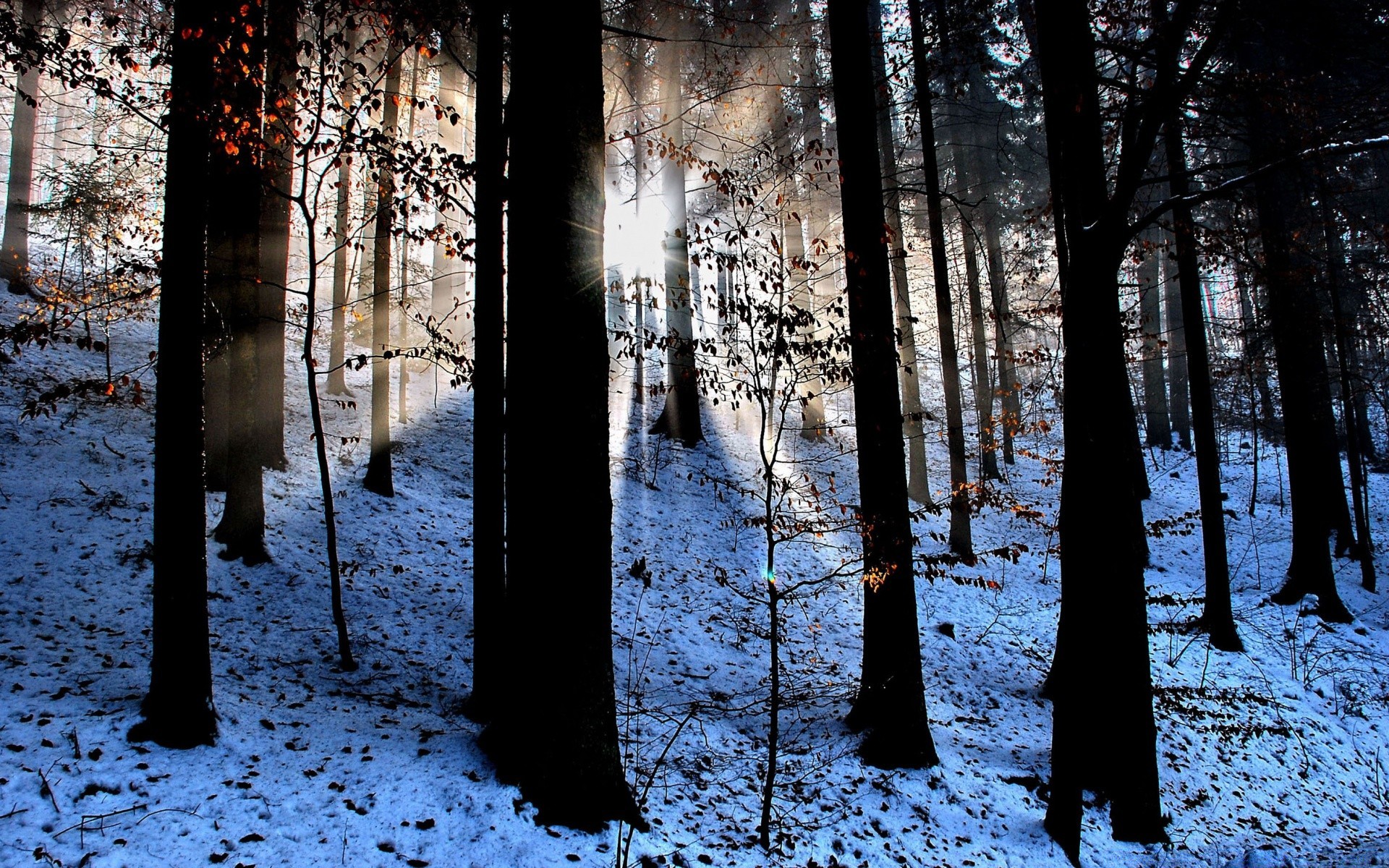 The sun s rays among the dark trees in the winter forest