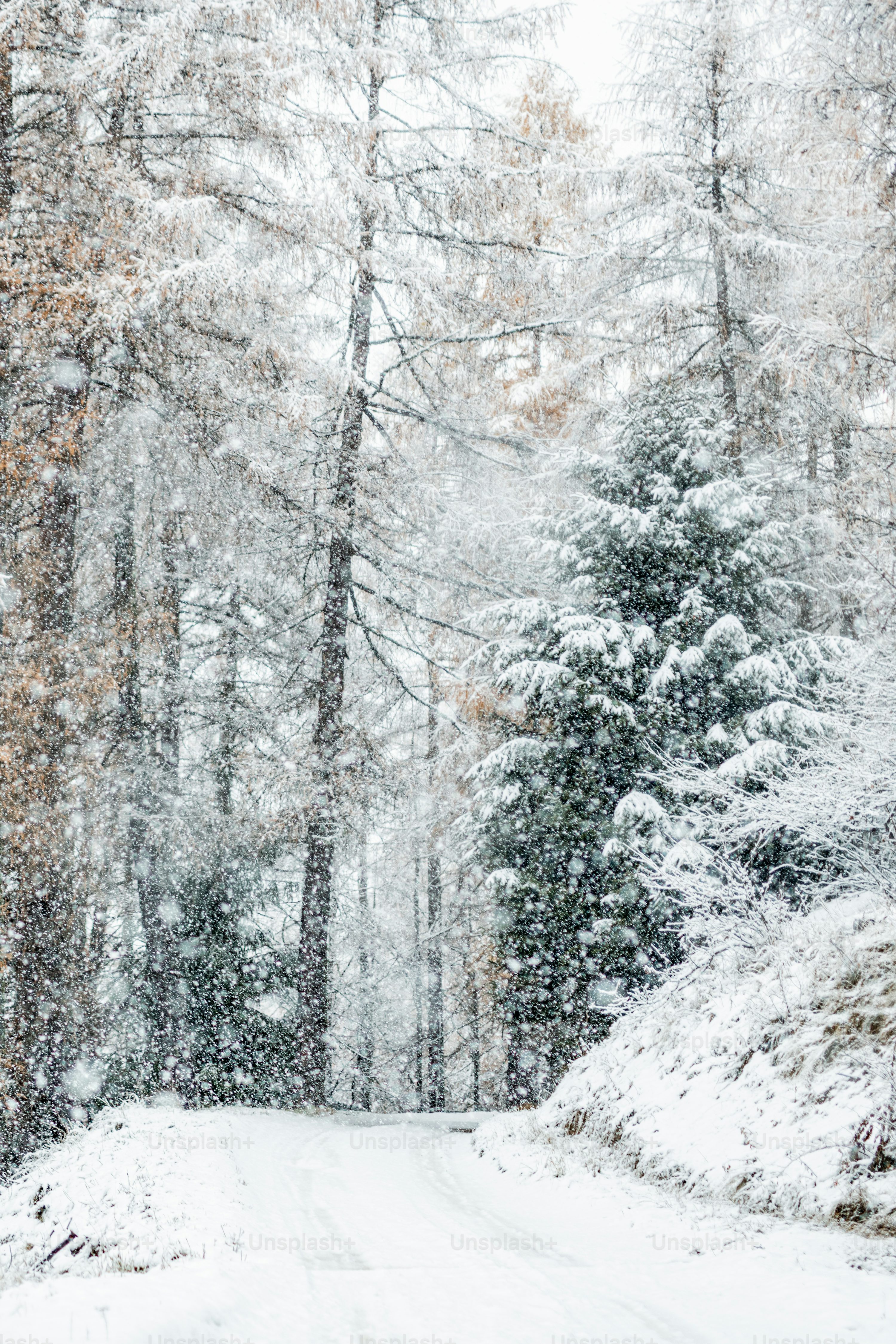 A snow covered road in the middle of a forest photo