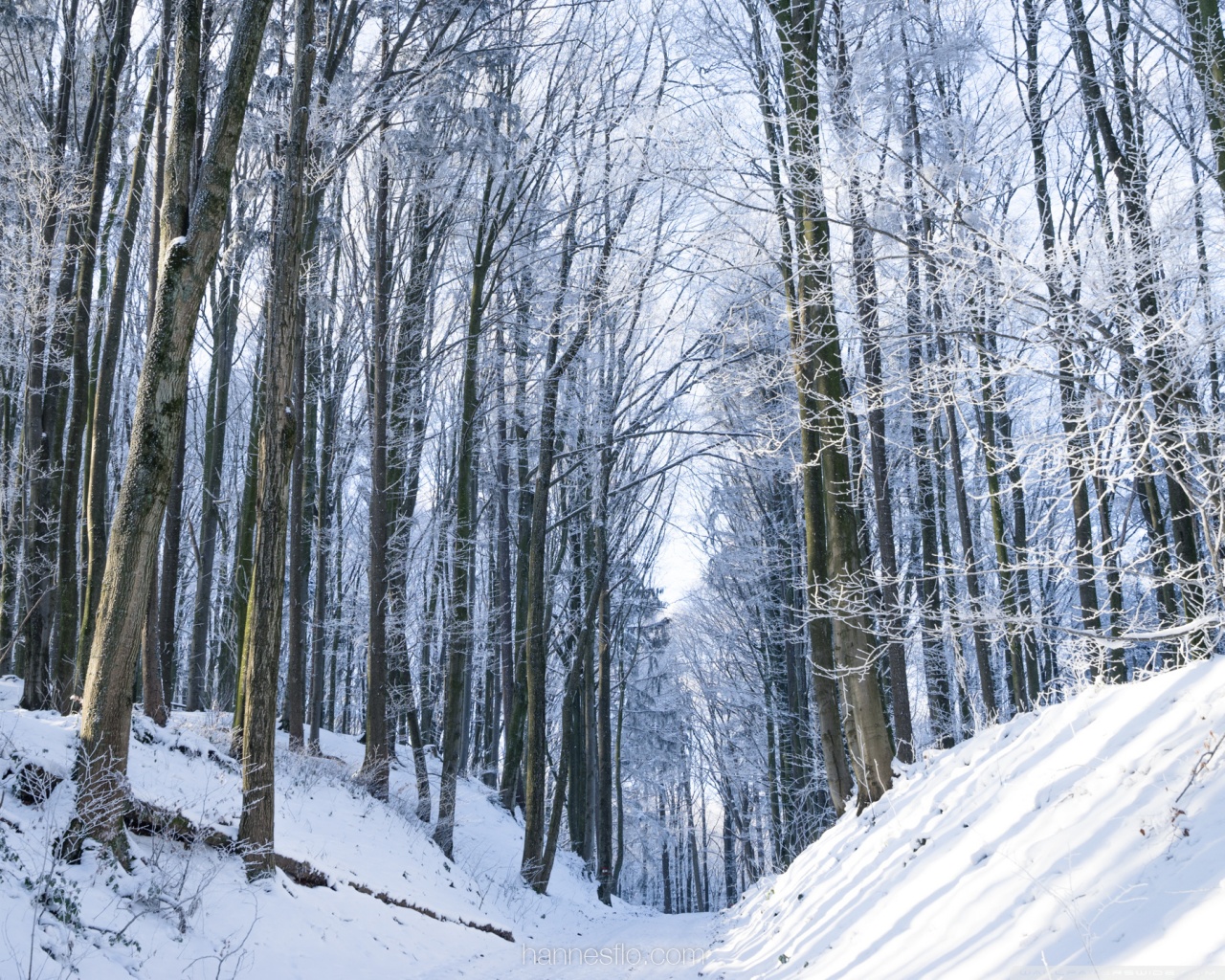 Winter, Trees, Forest, Snow, Path 4K UHD Wallpaper for UltraHD Desktop and TV, Widescreen and UltraWide Display, Smartphone and Tablet Devices