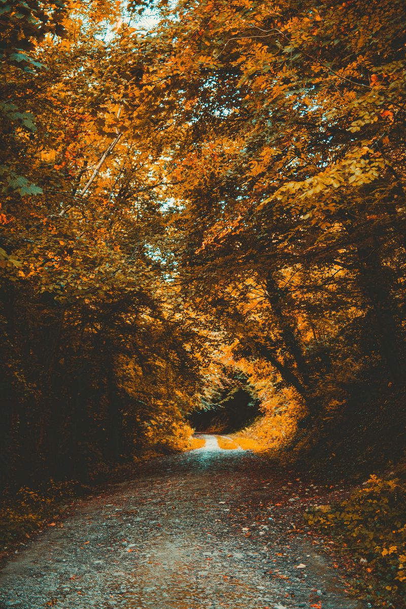 Download Wallpaper 800x1200 Park, Autumn, Path, Forest, Foliage, Trees Iphone 4s 4 For Parallax HD Background