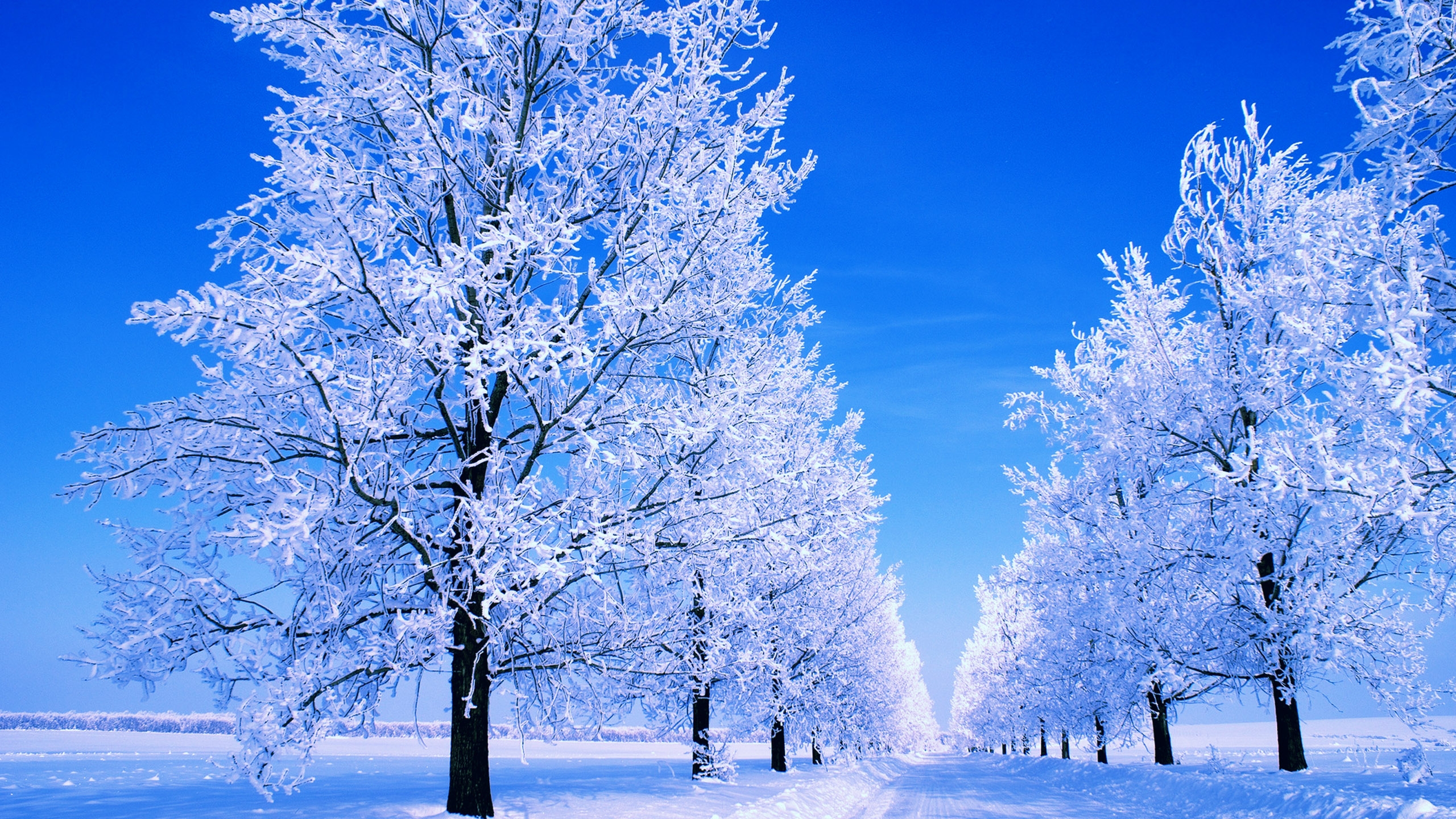 Icy trees and winter road Desktop wallpaper 640x480