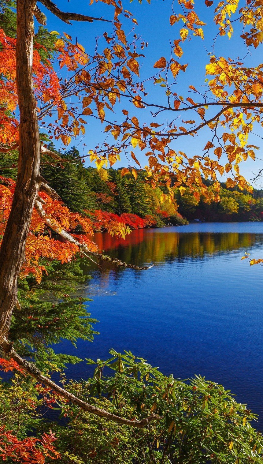 Autumn in lake beside the forest Wallpaper for iPhone and Mobile Phone
