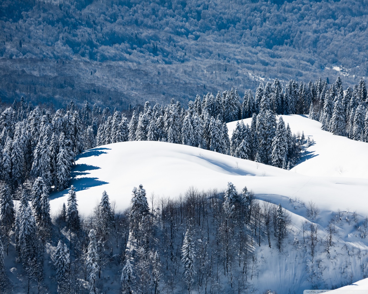 Snowy Mountain Forest 4K UHD Wallpaper for UltraHD Desktop and TV, Dual Monitor, Smartphone and Tablet Devices