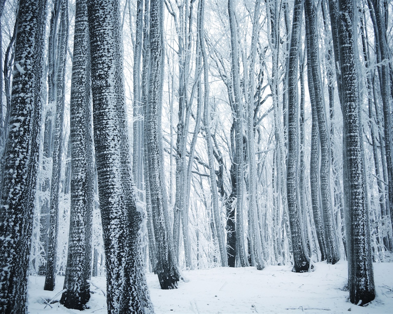 Wallpaper Winter, forest, trees, white snow 3840x2160 UHD 4K Picture, Image