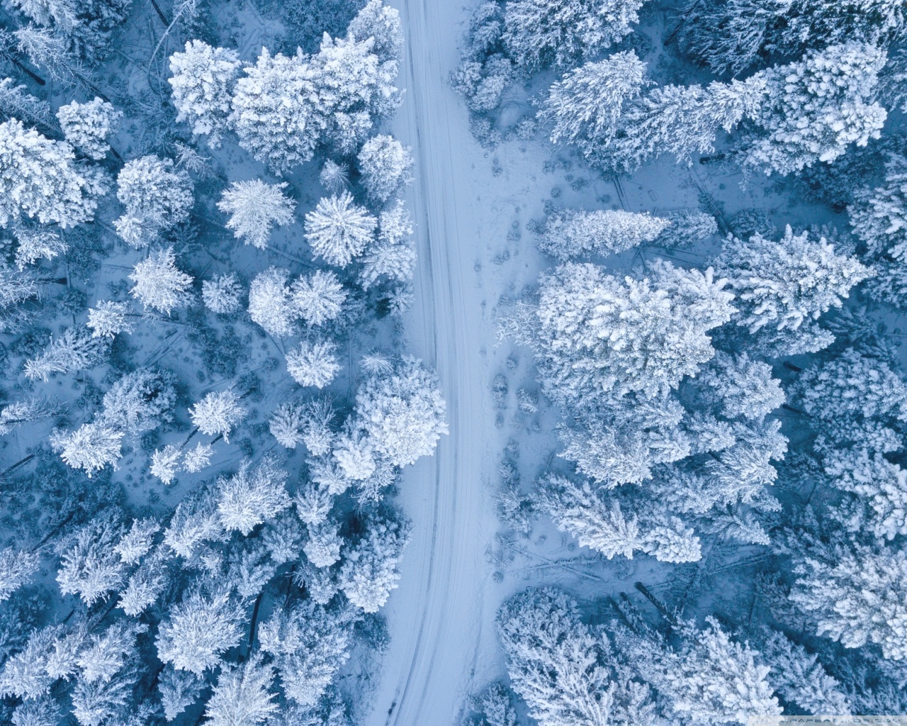 Road, Snowy Forest Trees, Winter 4K UHD Wallpaper for UltraHD Desktop and TV, Widescreen and UltraWide Display, Dual Monitor, Smartphone and Tablet Devices