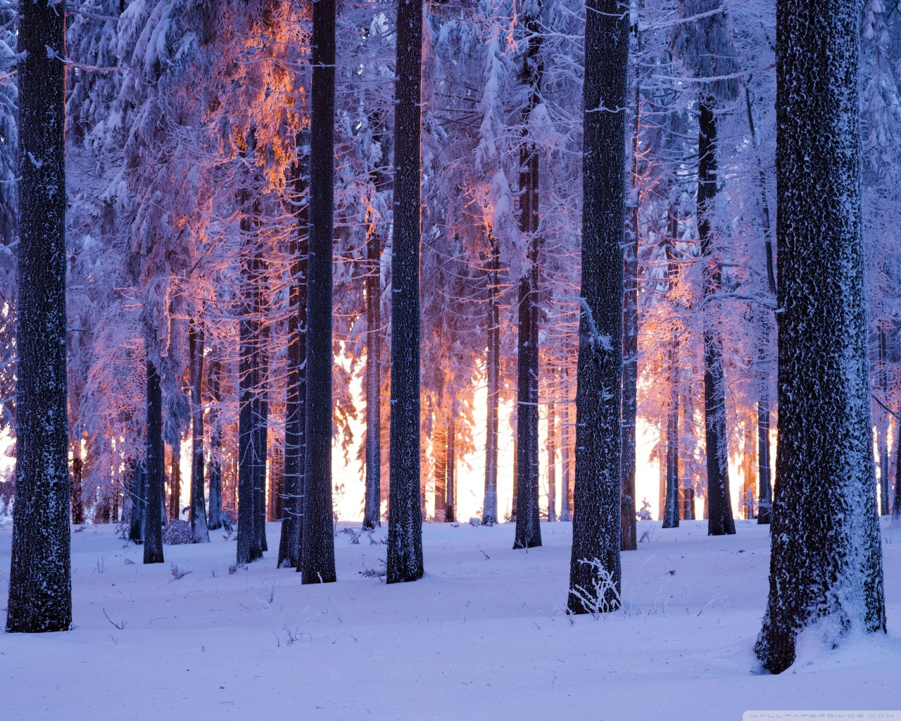 Forest Trees Winter 4K UHD Wallpaper for UltraHD Desktop and TV, Widescreen and UltraWide Display, Smartphone and Tablet Devices