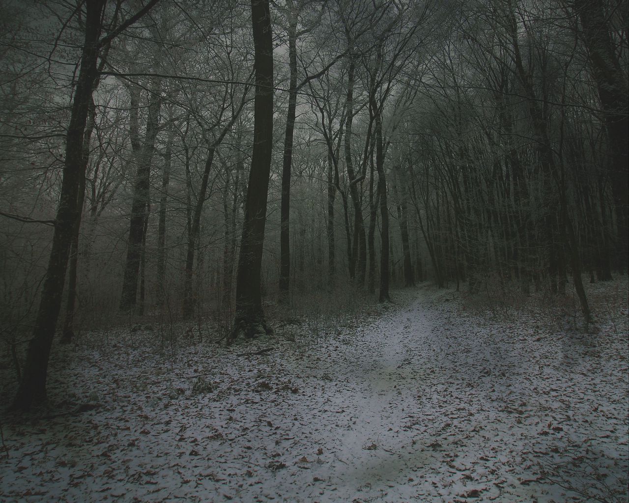 Download wallpaper 1280x1024 fog, forest, path, snow, autumn, winter standard 5:4 HD background