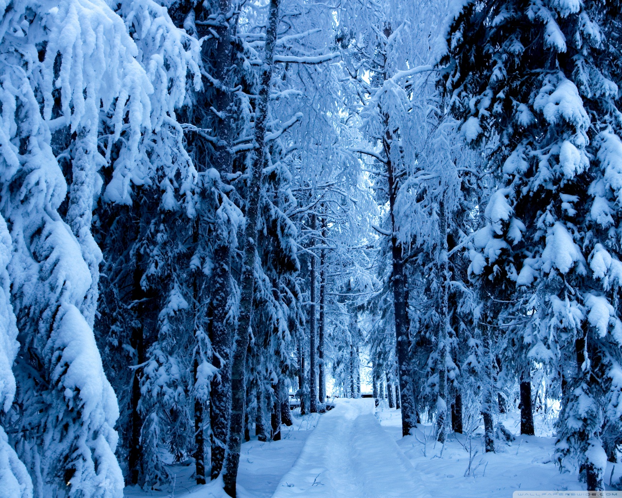 Forest Trails In The Snow 4K UHD Wallpaper for UltraHD Desktop and TV, Dual Monitor, Smartphone and Tablet Devices