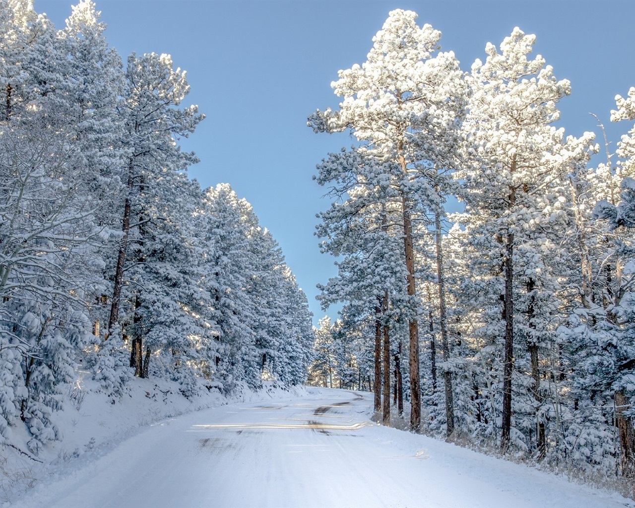Wallpaper Winter, forest, trees, road, snow, white world 1920x1200 Picture, Image