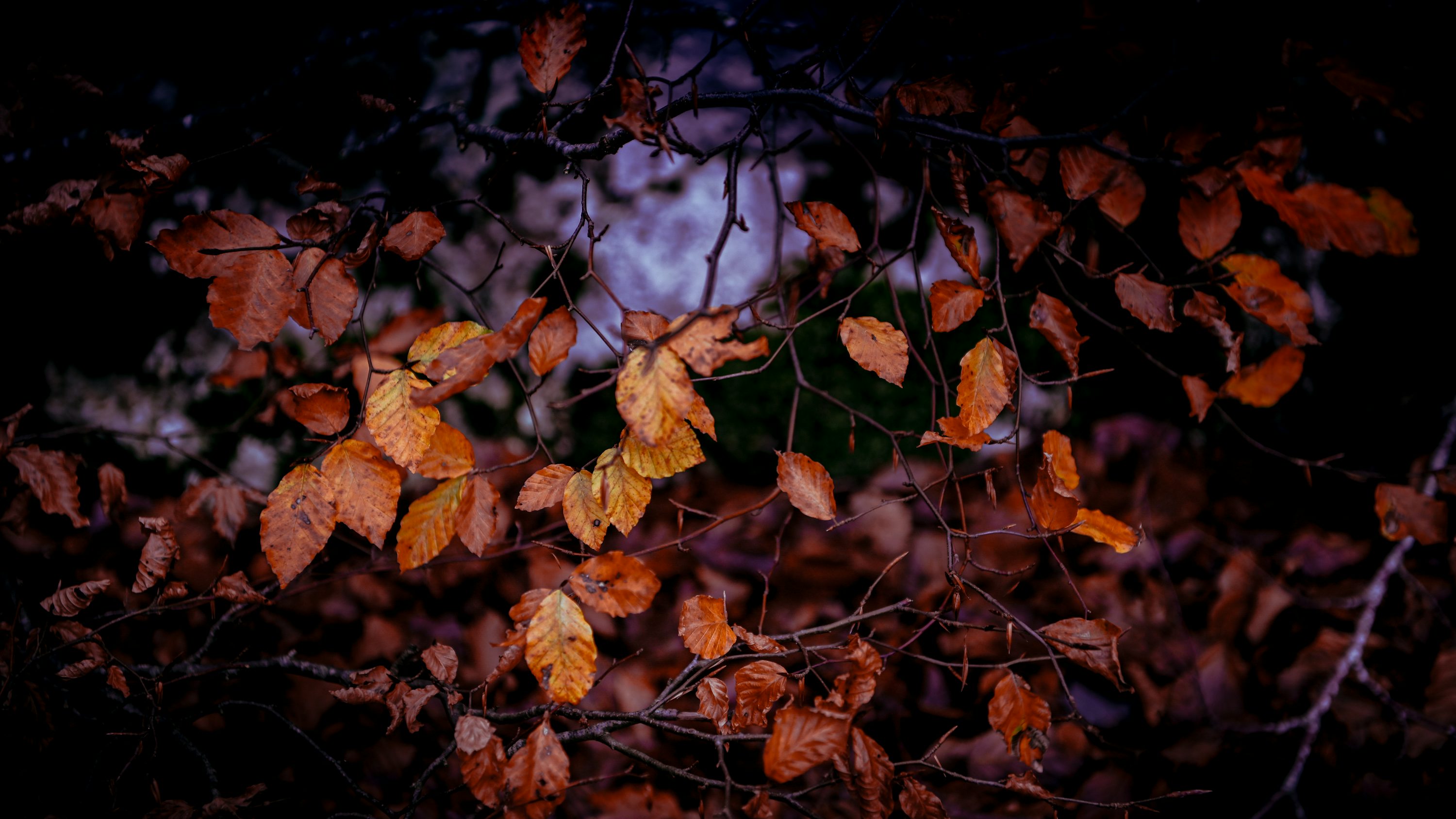 Fallen autumn leaves against a dark background. photo