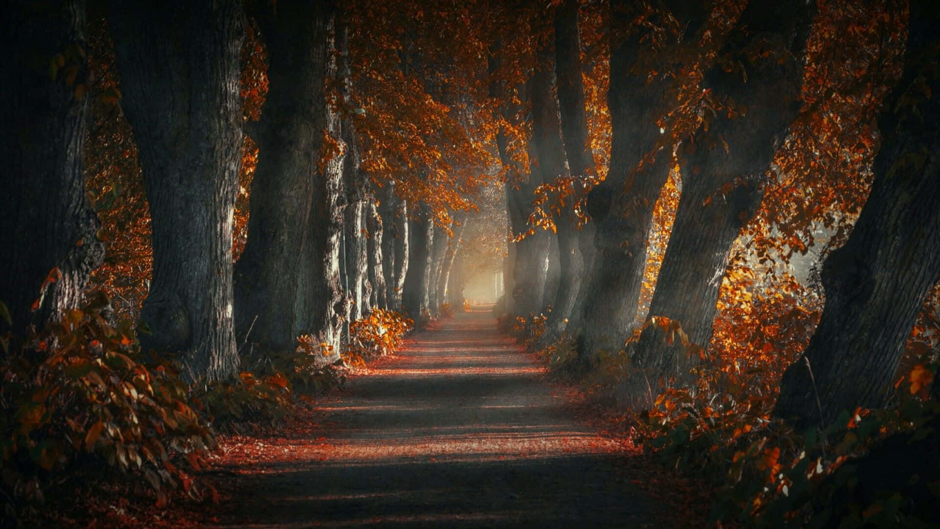 Download Dark Autumn With Forest Pathway Wallpaper