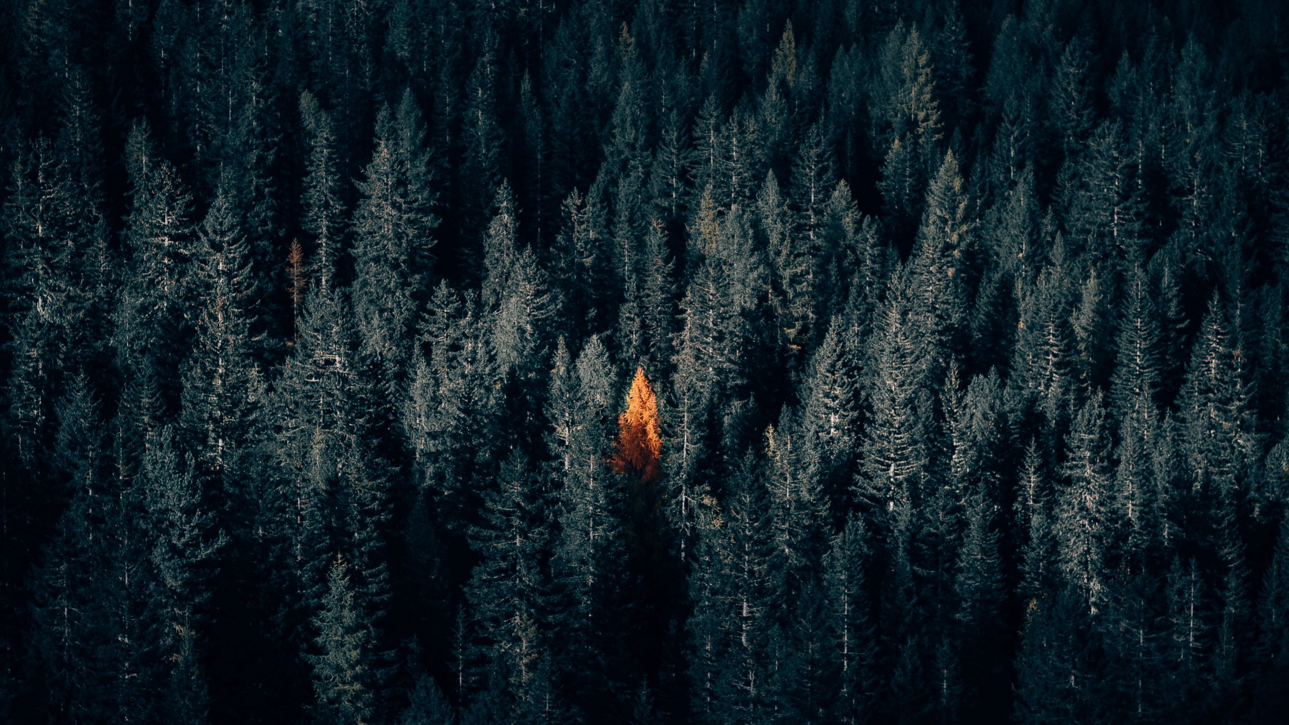 Download wallpaper 2560x1440 autumn, forest, aerial view, contrast, dark widescreen 16:9 HD background