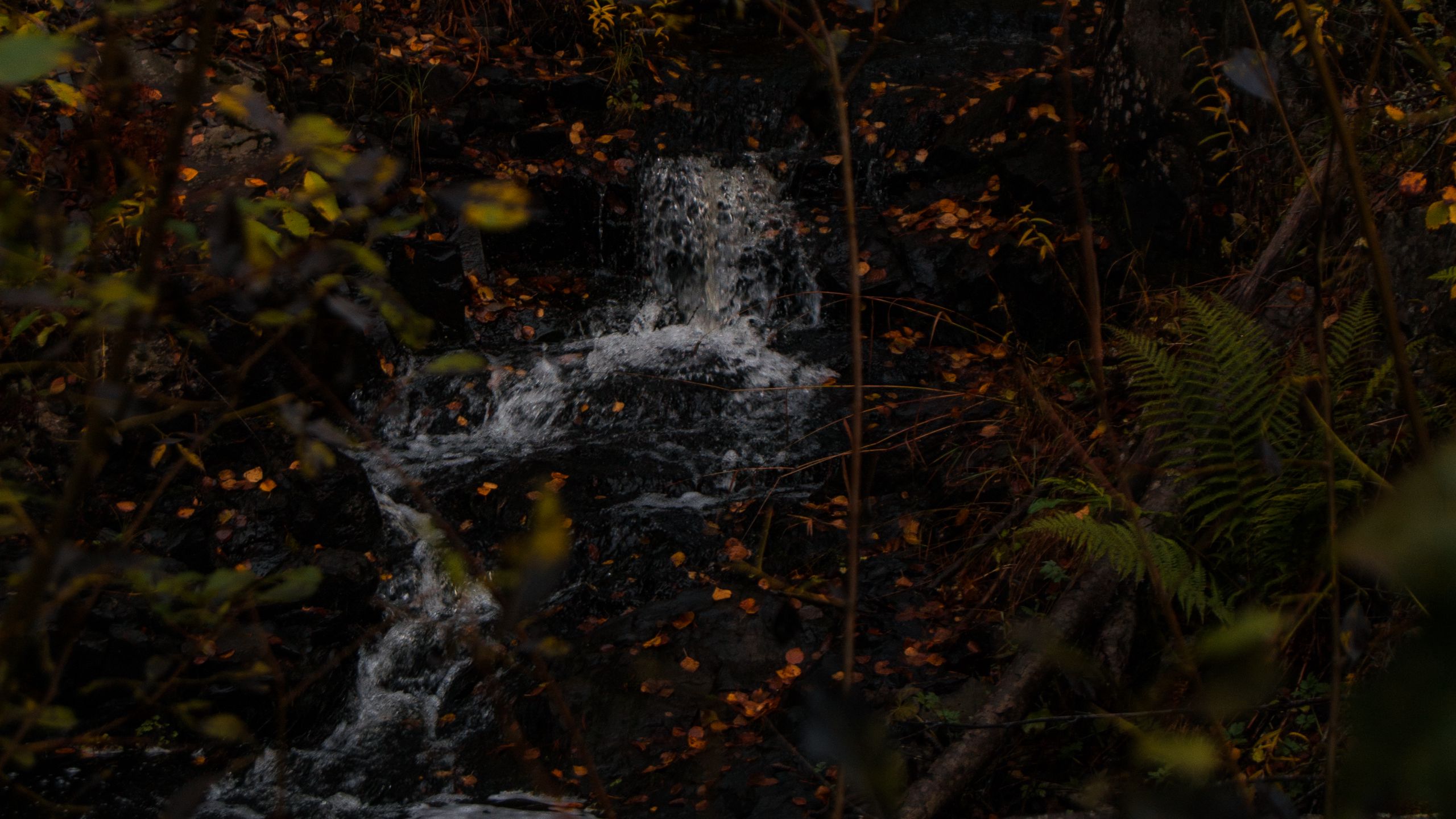 Water Stream Leaves Branches Trees Forest Dark Autumn Forest HD Dark Background Wallpaper