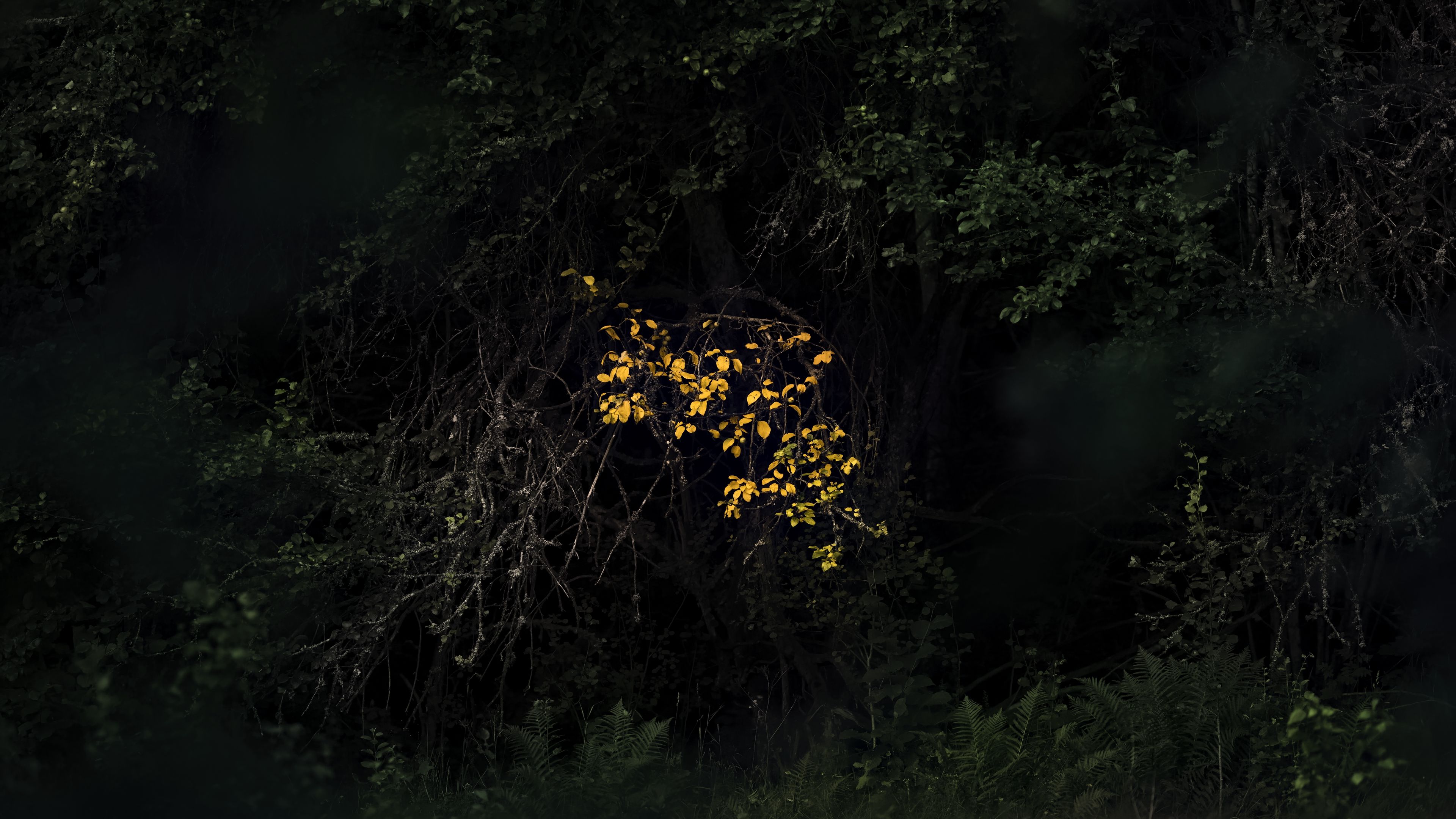 Download wallpaper 3840x2160 trees, leaves, autumn, dark 4k uhd 16:9 HD background
