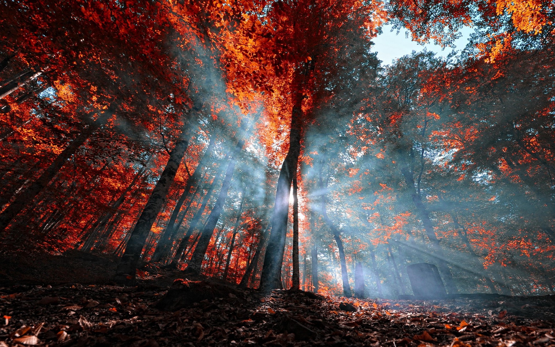 nature, Mist, Landscape, Leaves, Forest, Sun Rays, Fall, Trees, Red, Blue, Turkey Wallpaper HD / Desktop and Mobile Background