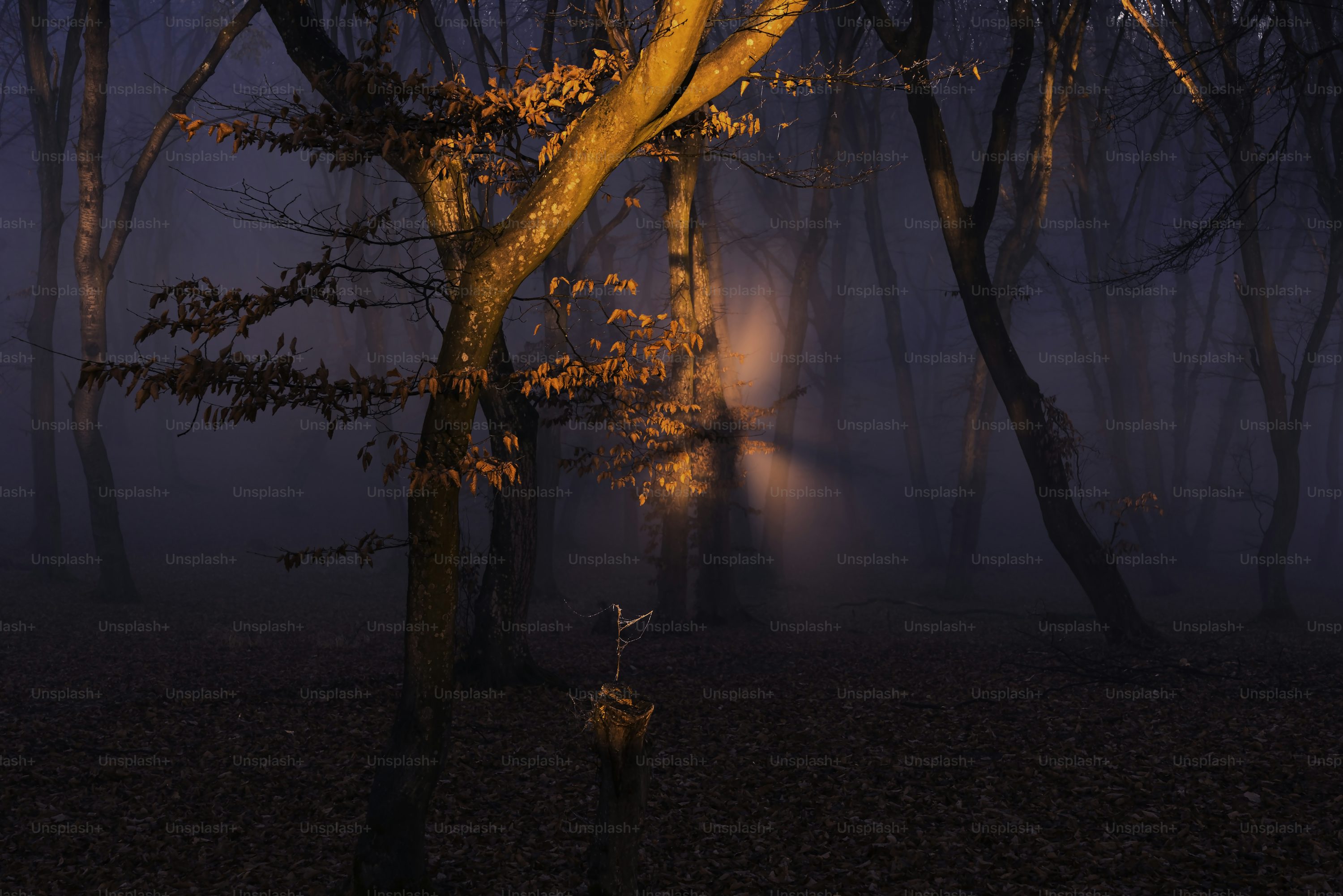 Autumn Night Picture. Download Free Image