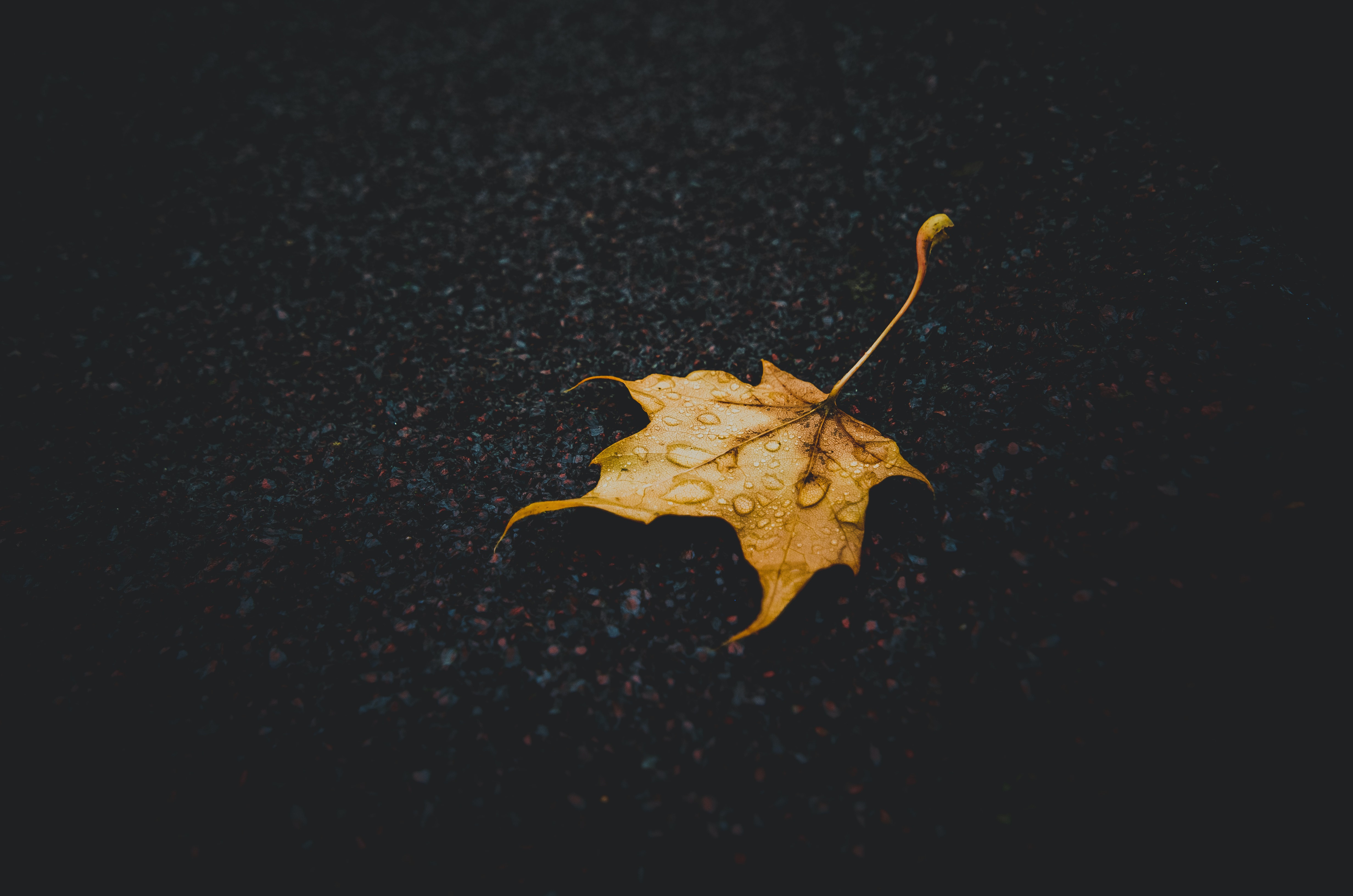 Wallpaper road, autumn, drops, yellow, the dark background, one, leaf, after the rain for mobile and desktop, section природа, resolution 4928x3264