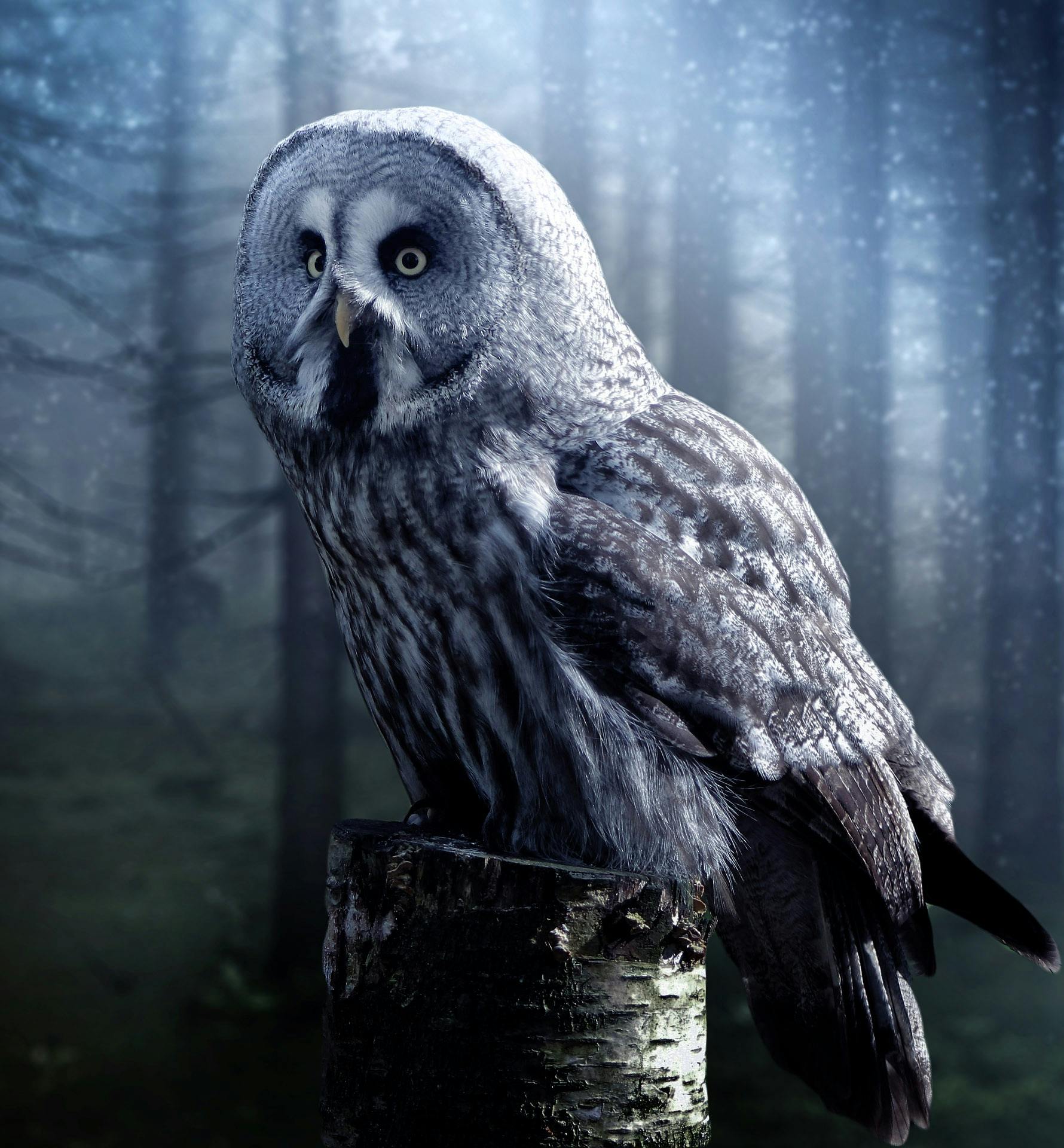 Best Owl Image · 100% Free Downloads