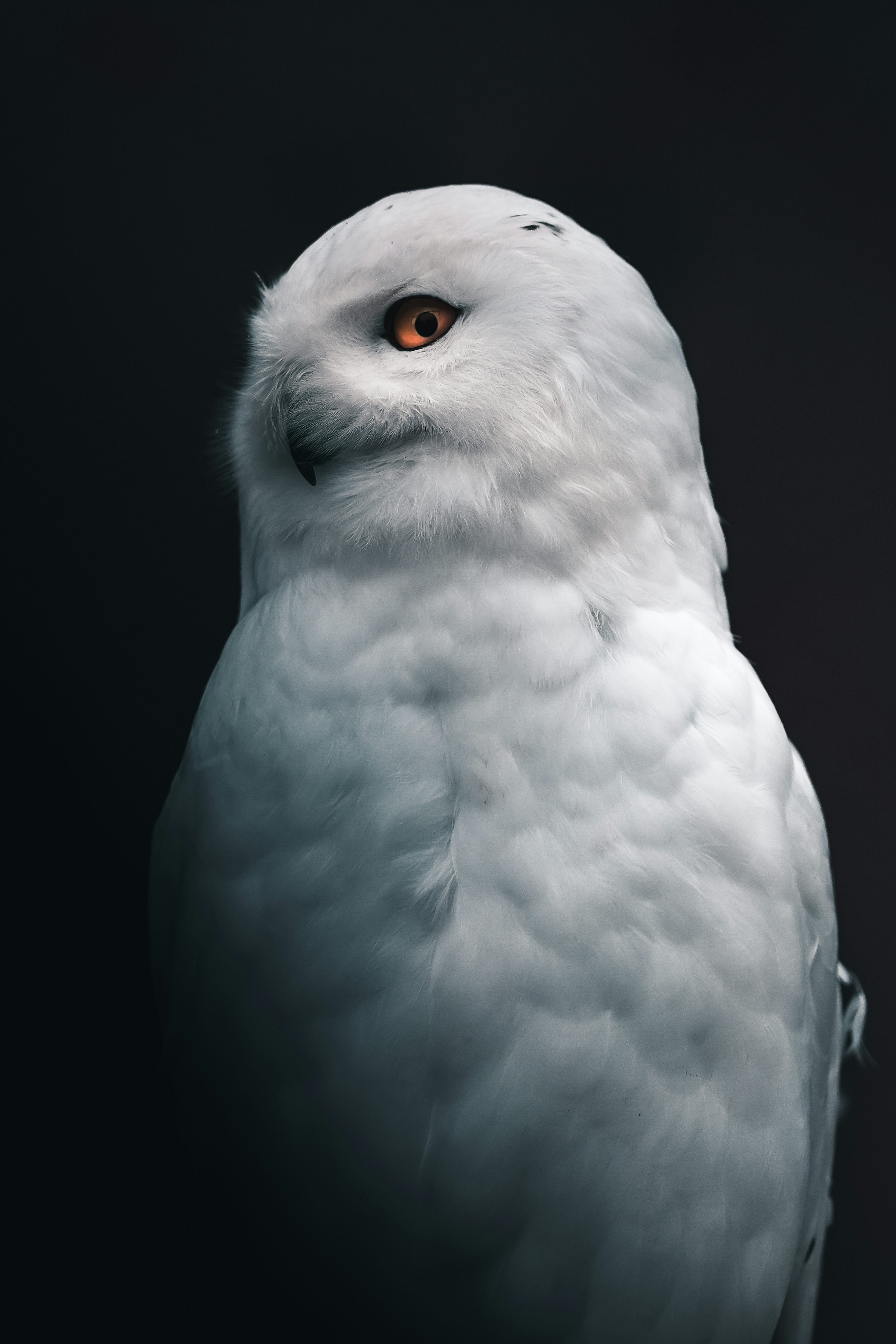 Owl Wallpaper: Free HD Download [4K]