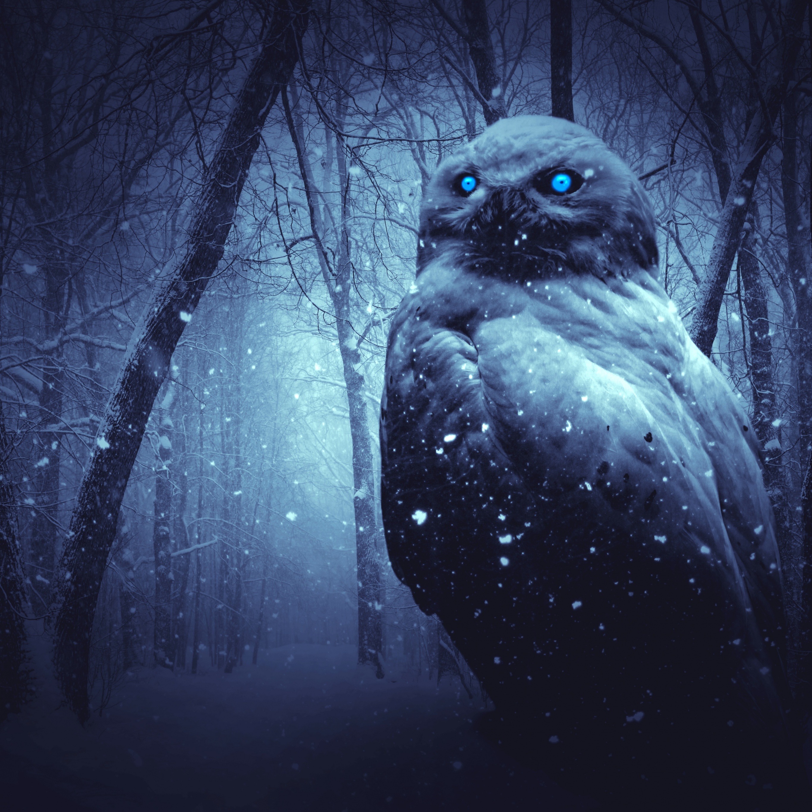 Owl Wallpaper 4K, Forest, Winter, Dark, Night