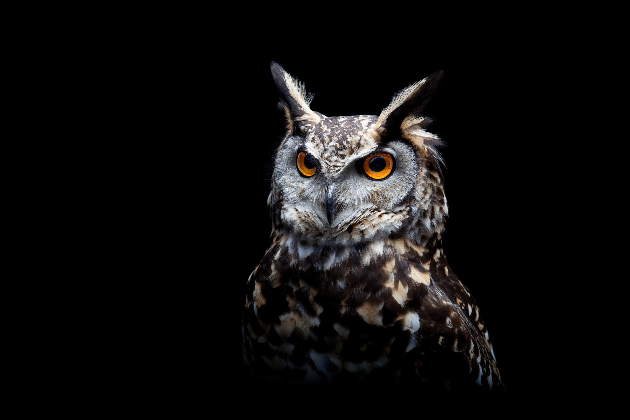 Owl Dark Background Wallpaper, HD Birds Wallpaper, 4k Wallpaper, Image, Background, Photos and Picture