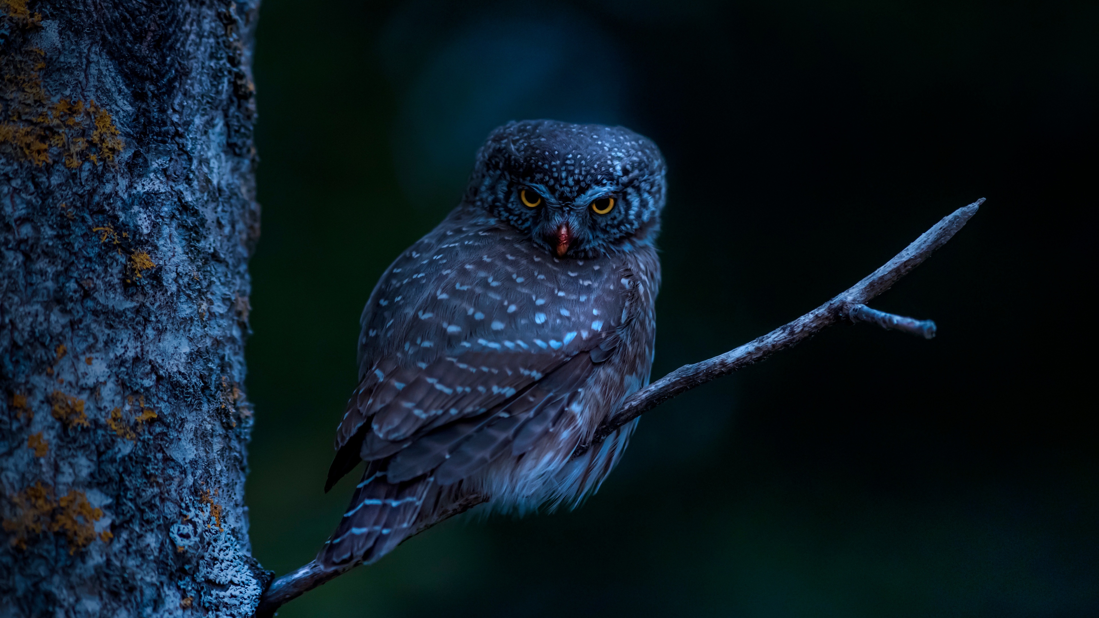 Eurasian pygmy owl Wallpaper 4K, Bird, Tree Branch, Night, Dark