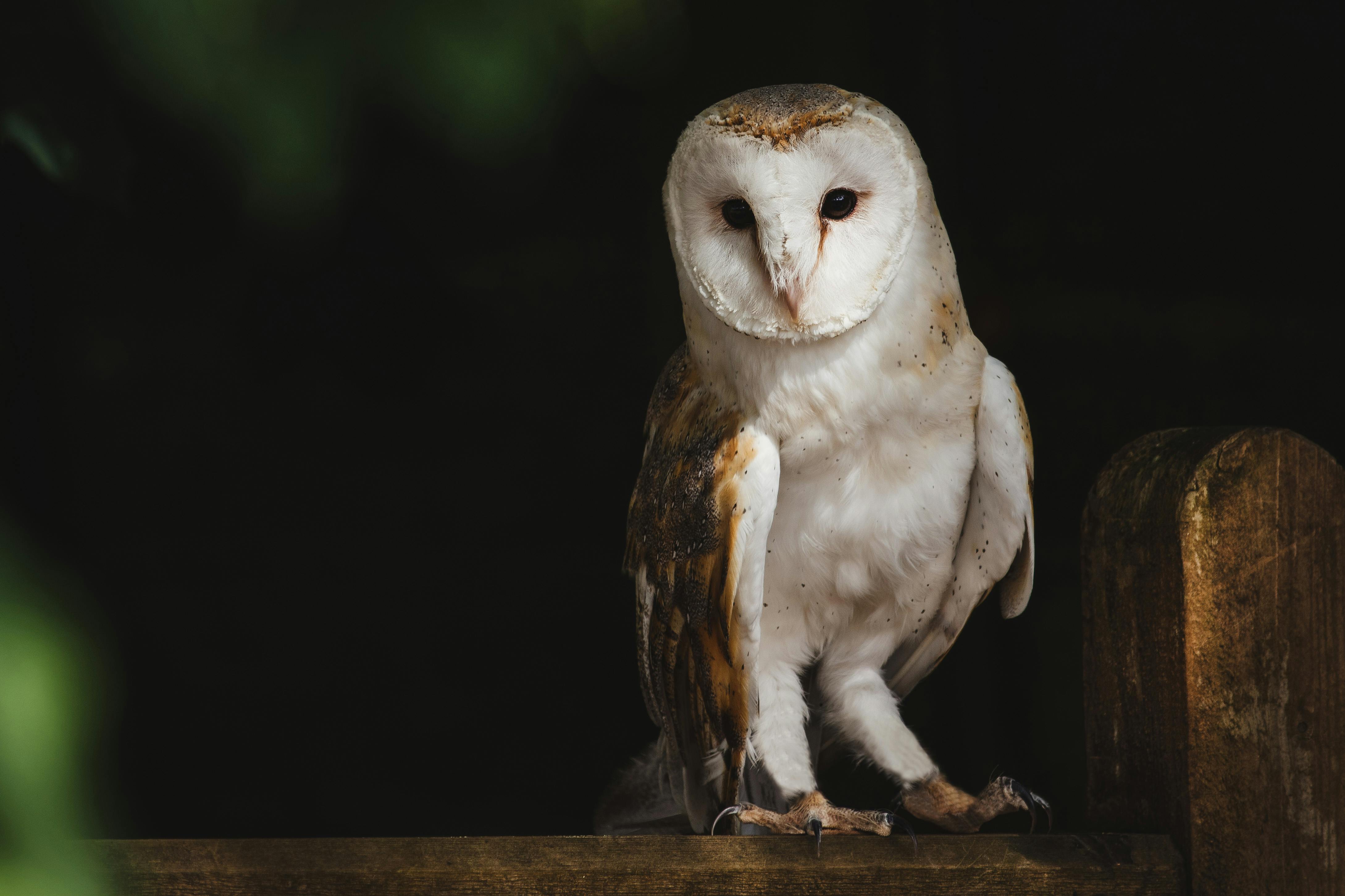Best Owl Image · 100% Free Downloads