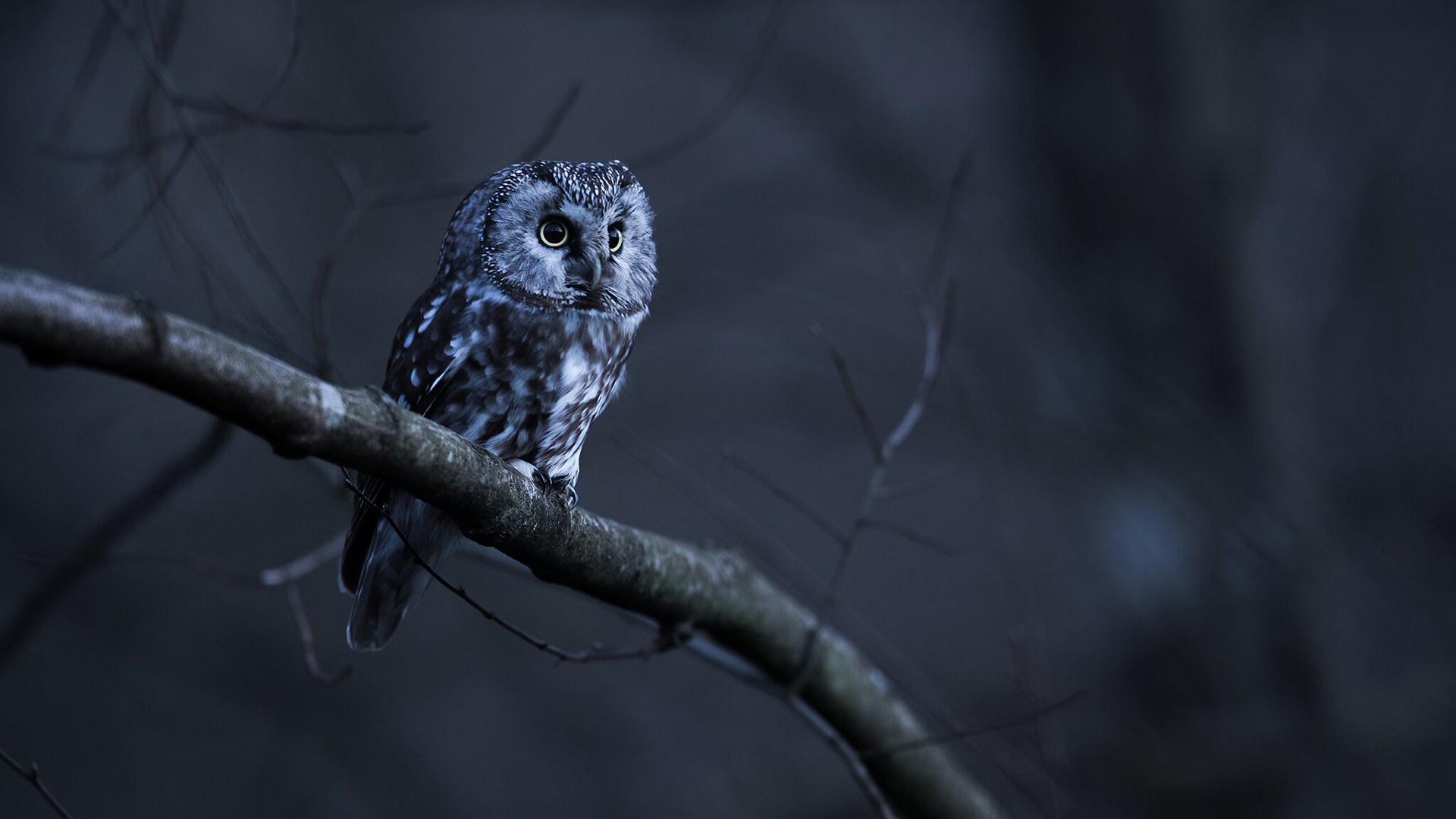 White Black Owl Is Sitting On Tree Branch In Dark Background HD Owl Wallpaper