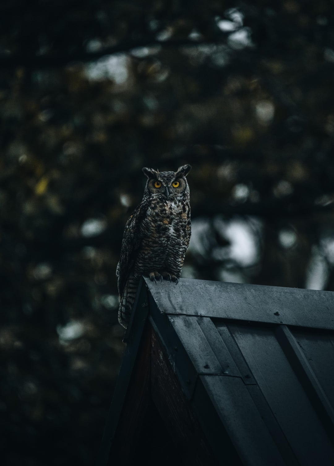 Great Horned Owl