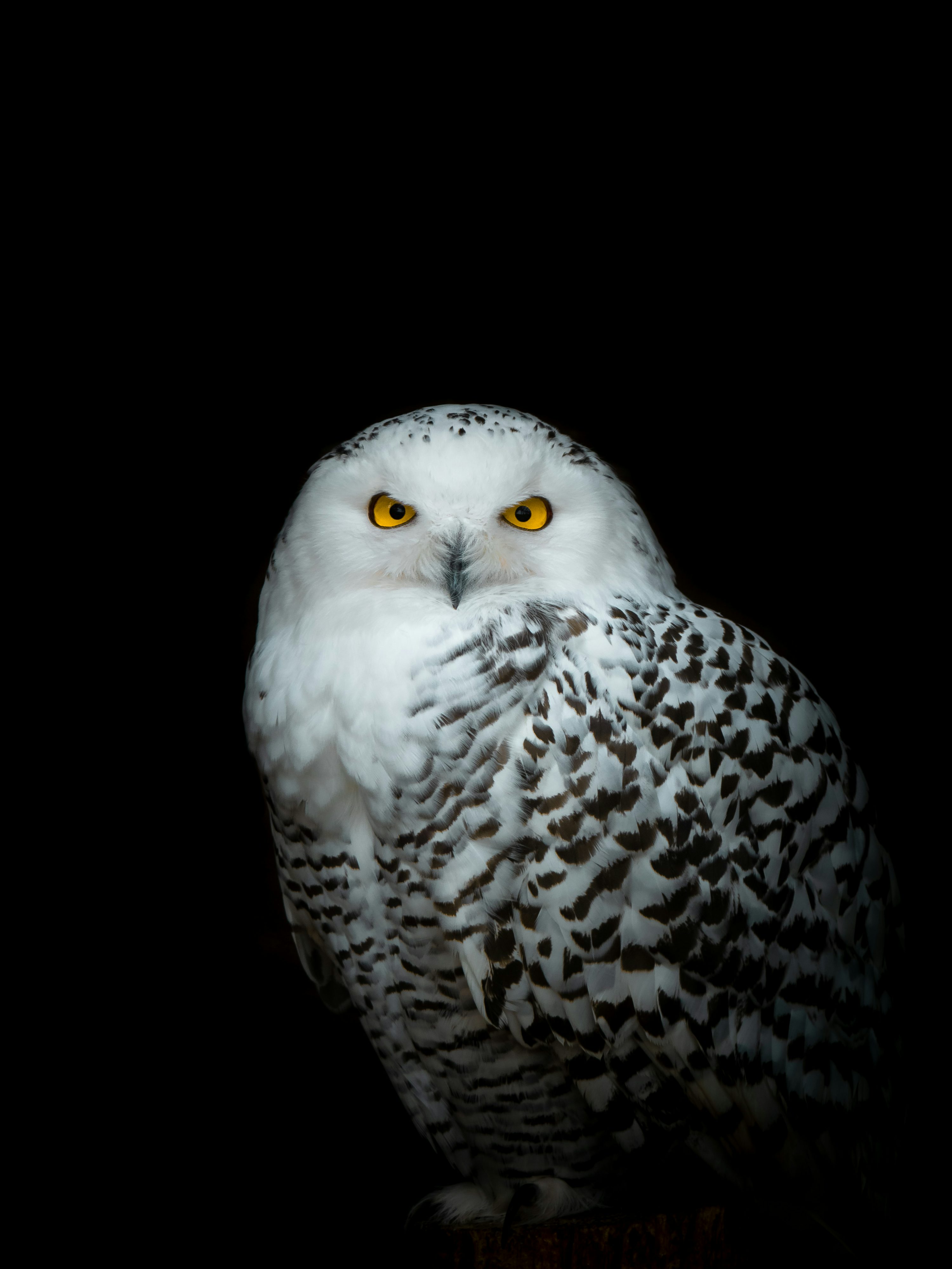Snowy Owl Picture. Download Free Image