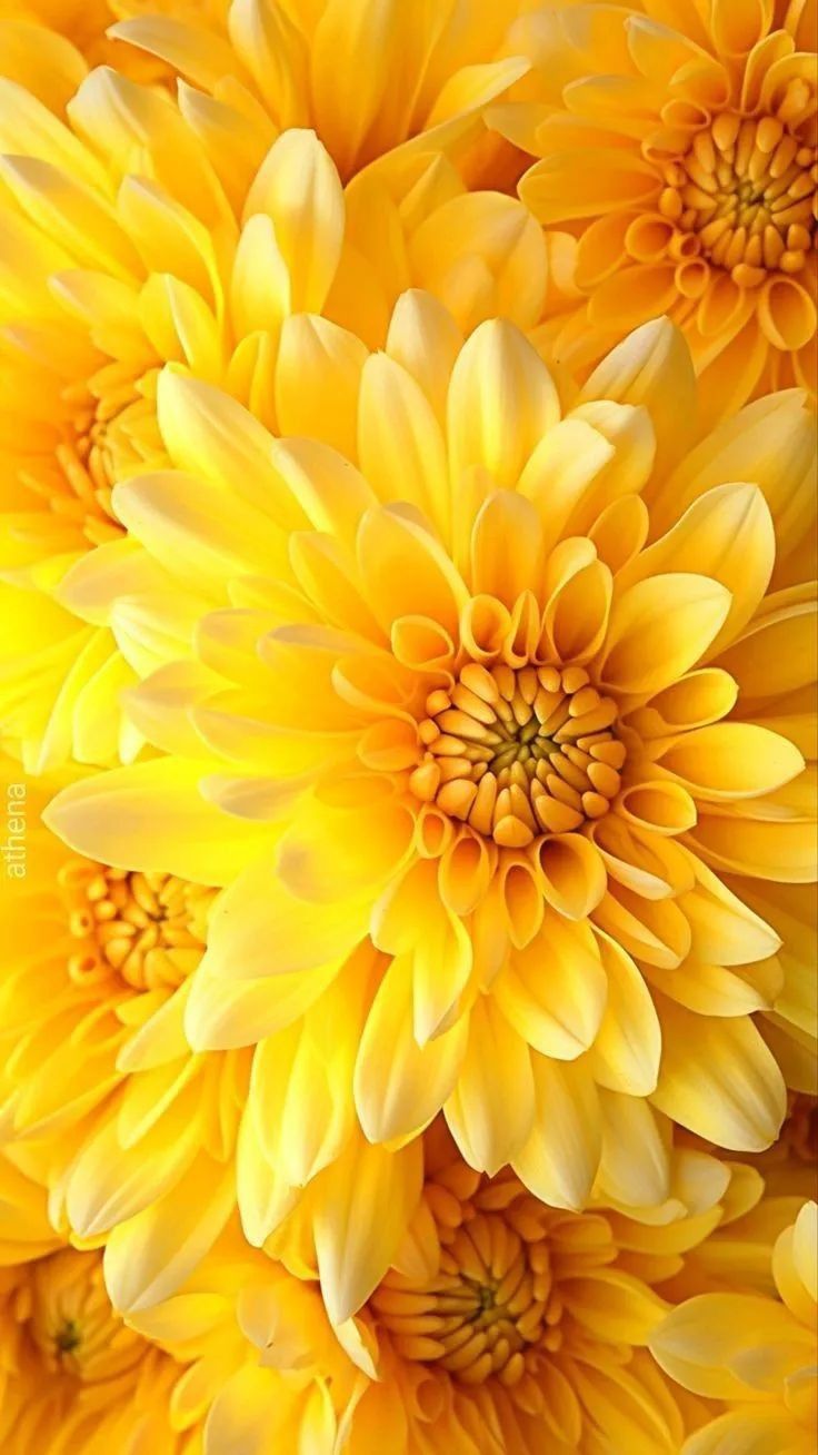 Jeg Elsker Deg Kjæreste Mor. Yellow flowers, Flower phone wallpaper, Flower picture