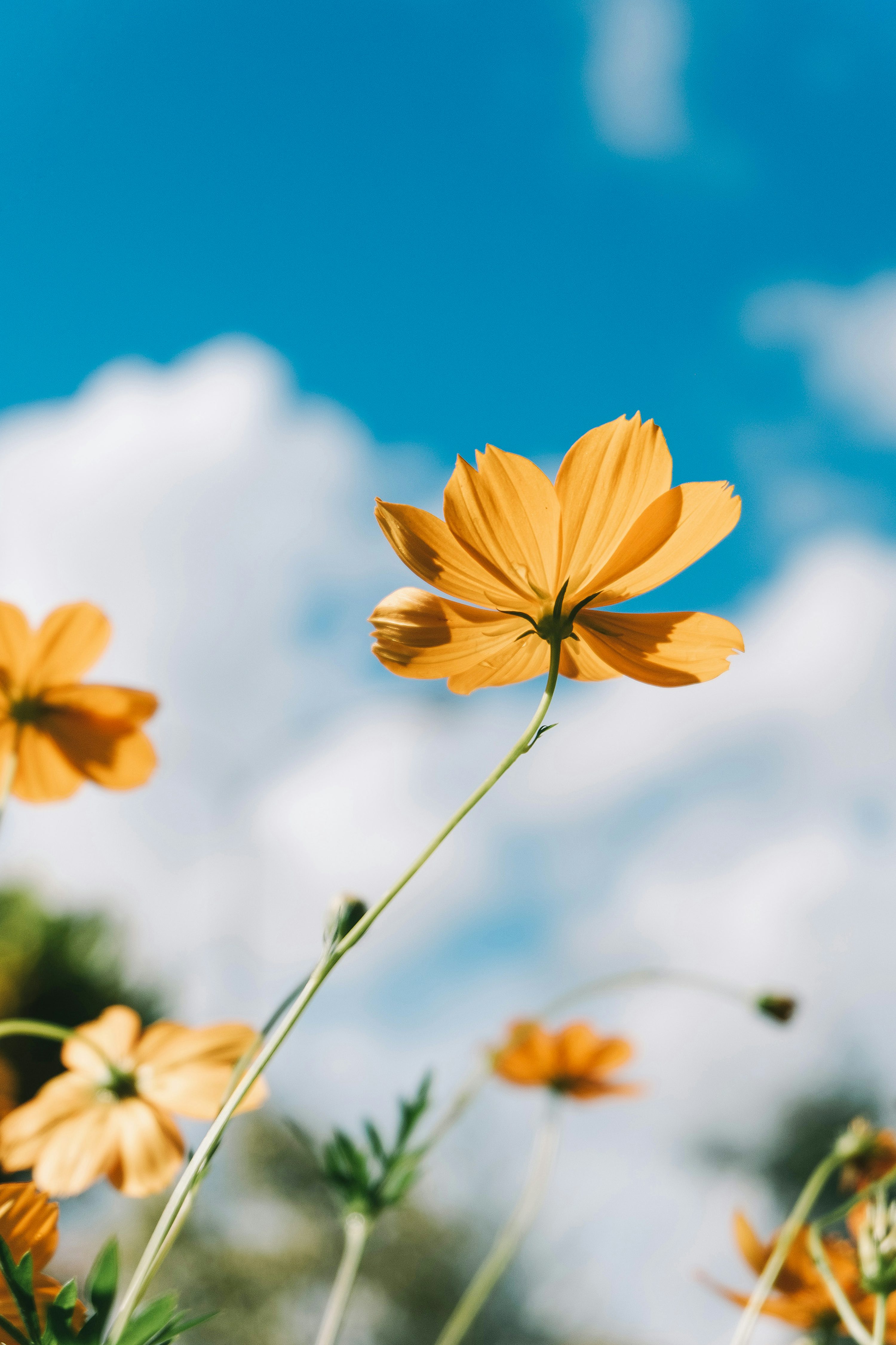 A close up of a yellow flower photo