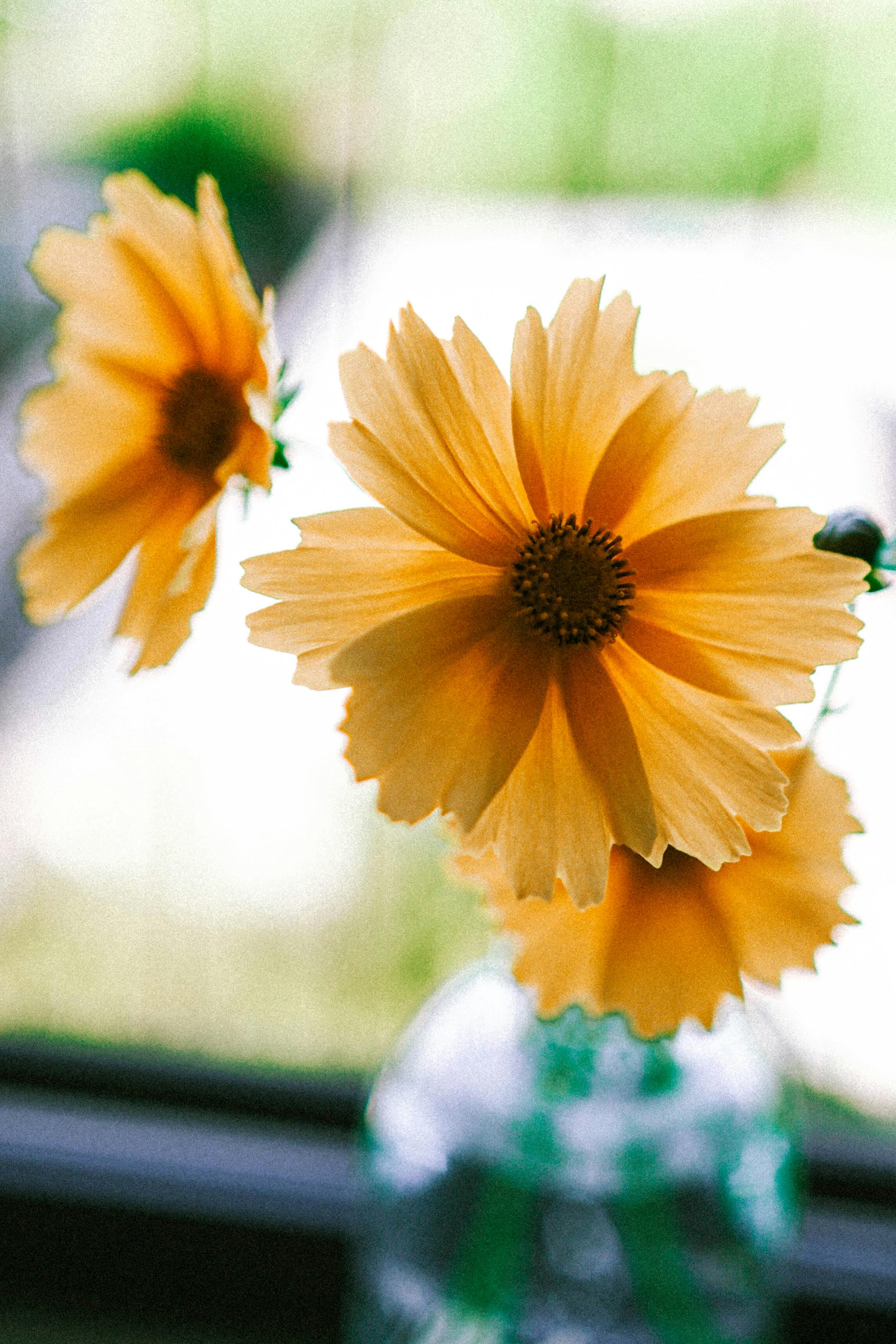 Vibrant Yellow Flowers in Springtime Light · Free
