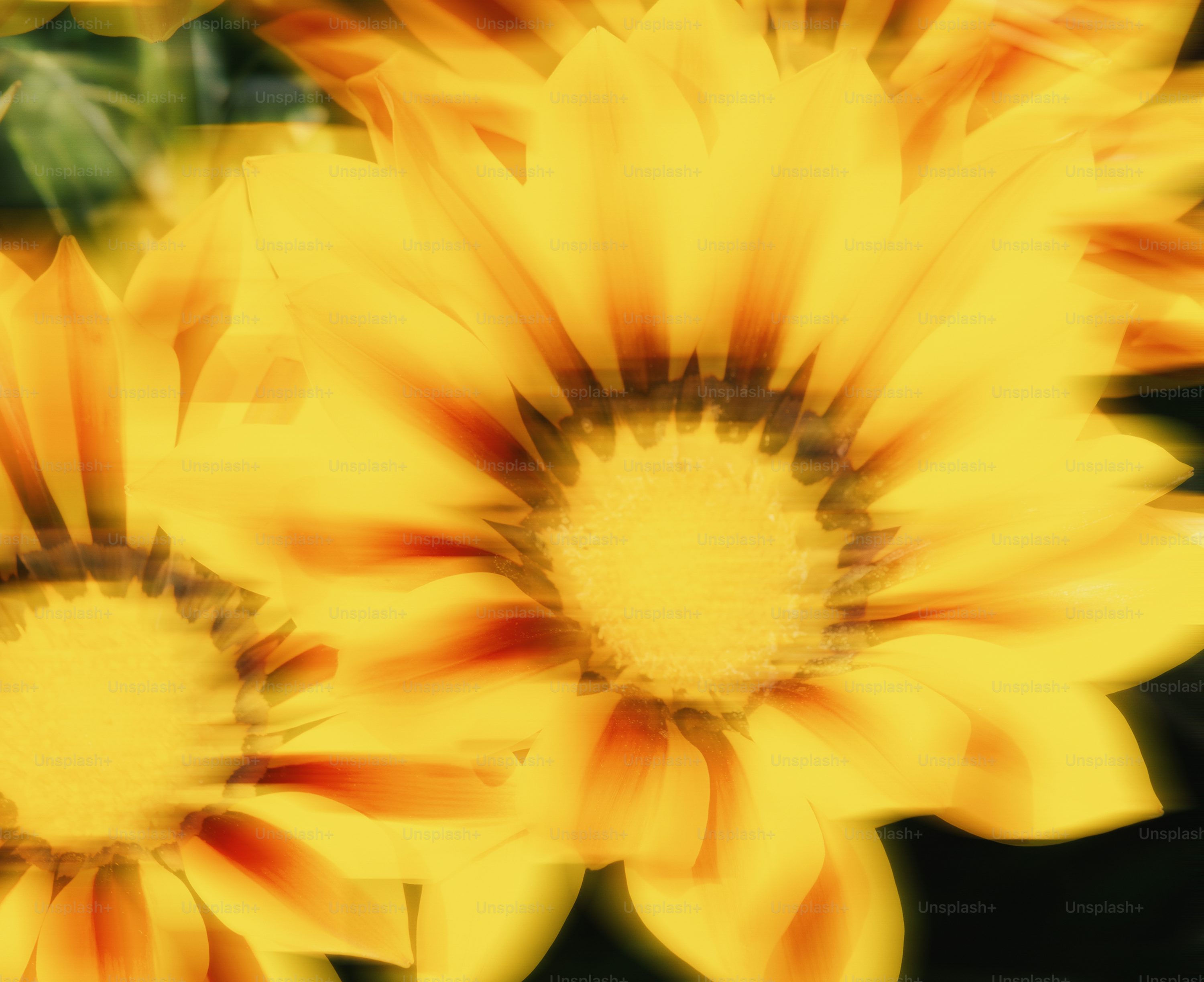 Bright yellow flowers are in full bloom. photo
