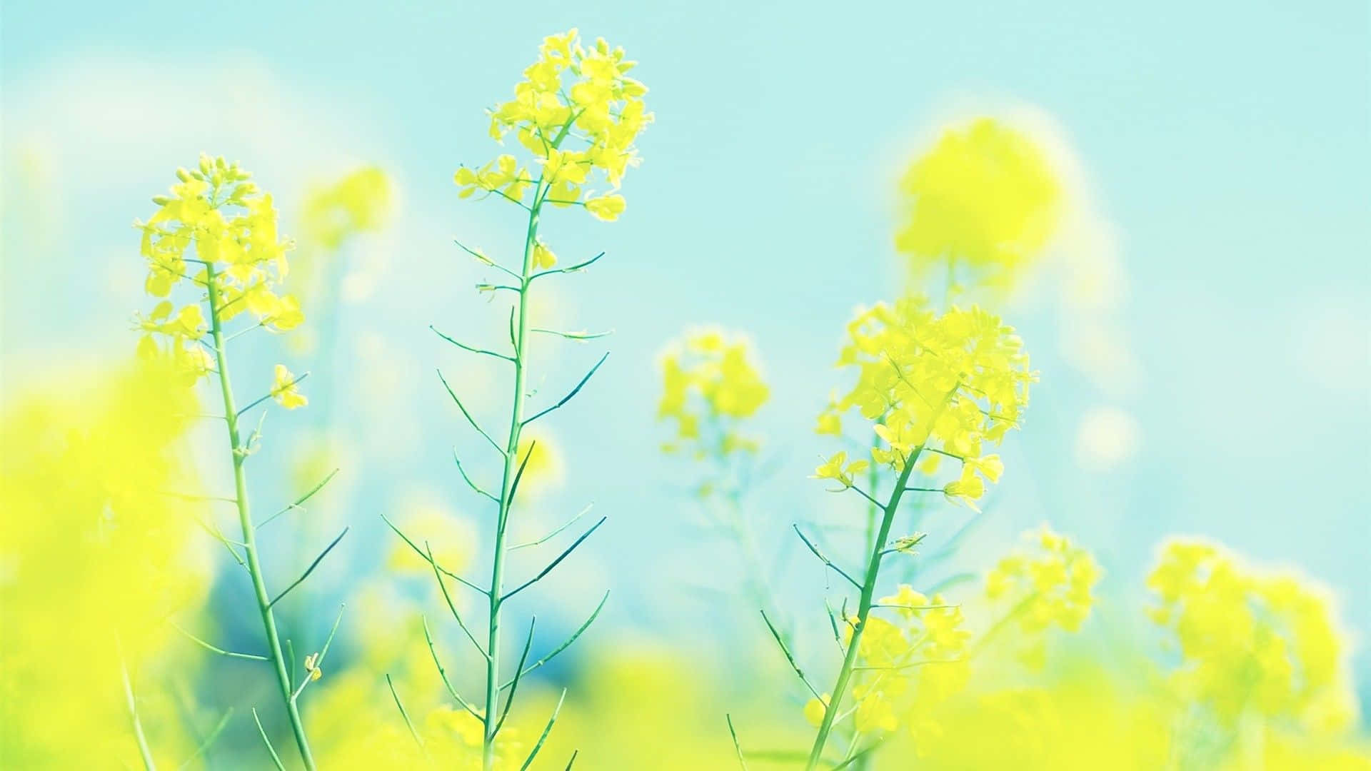 Yellow Flower Background