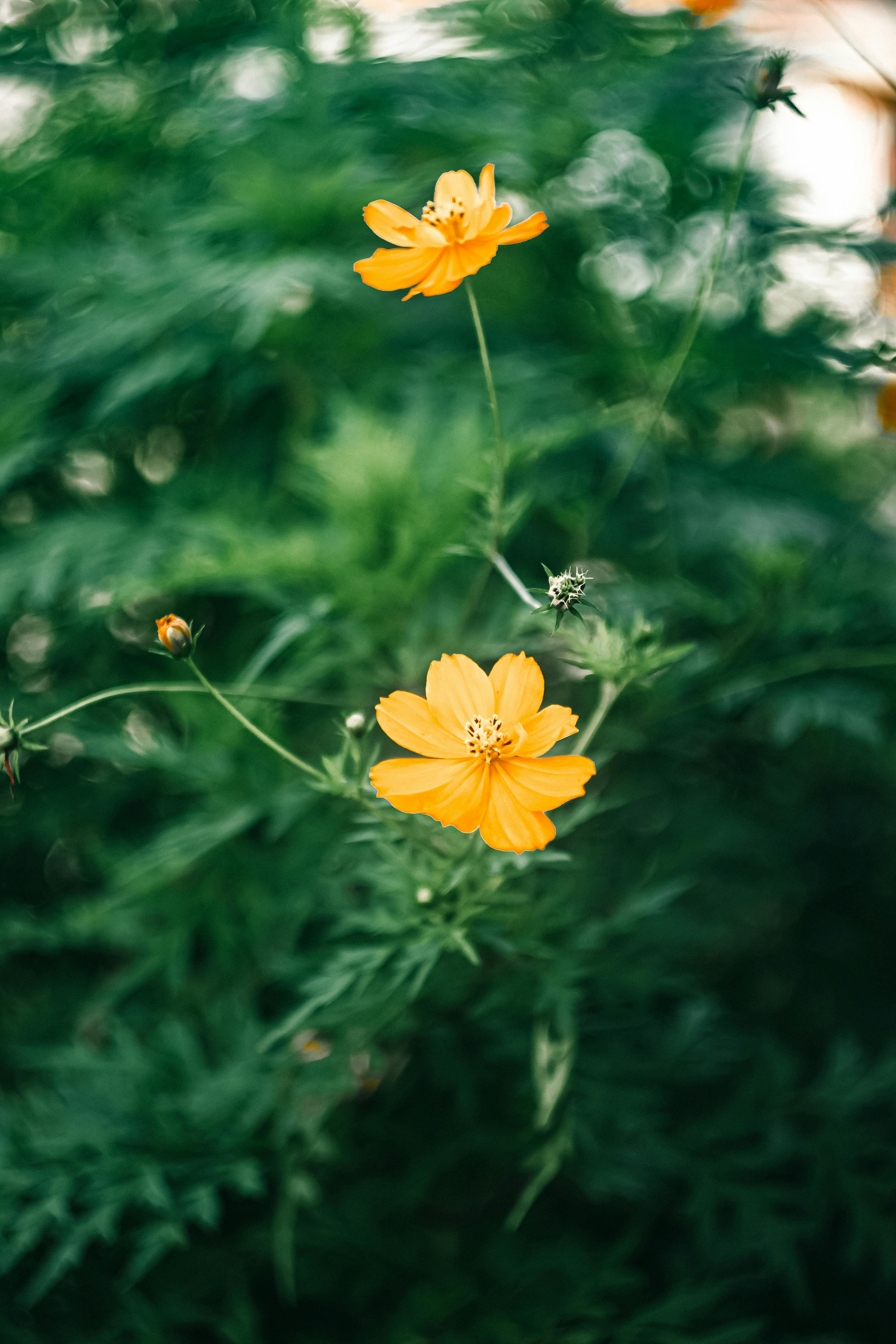 Close Up Of Yellow Cosmos Flowers · Free