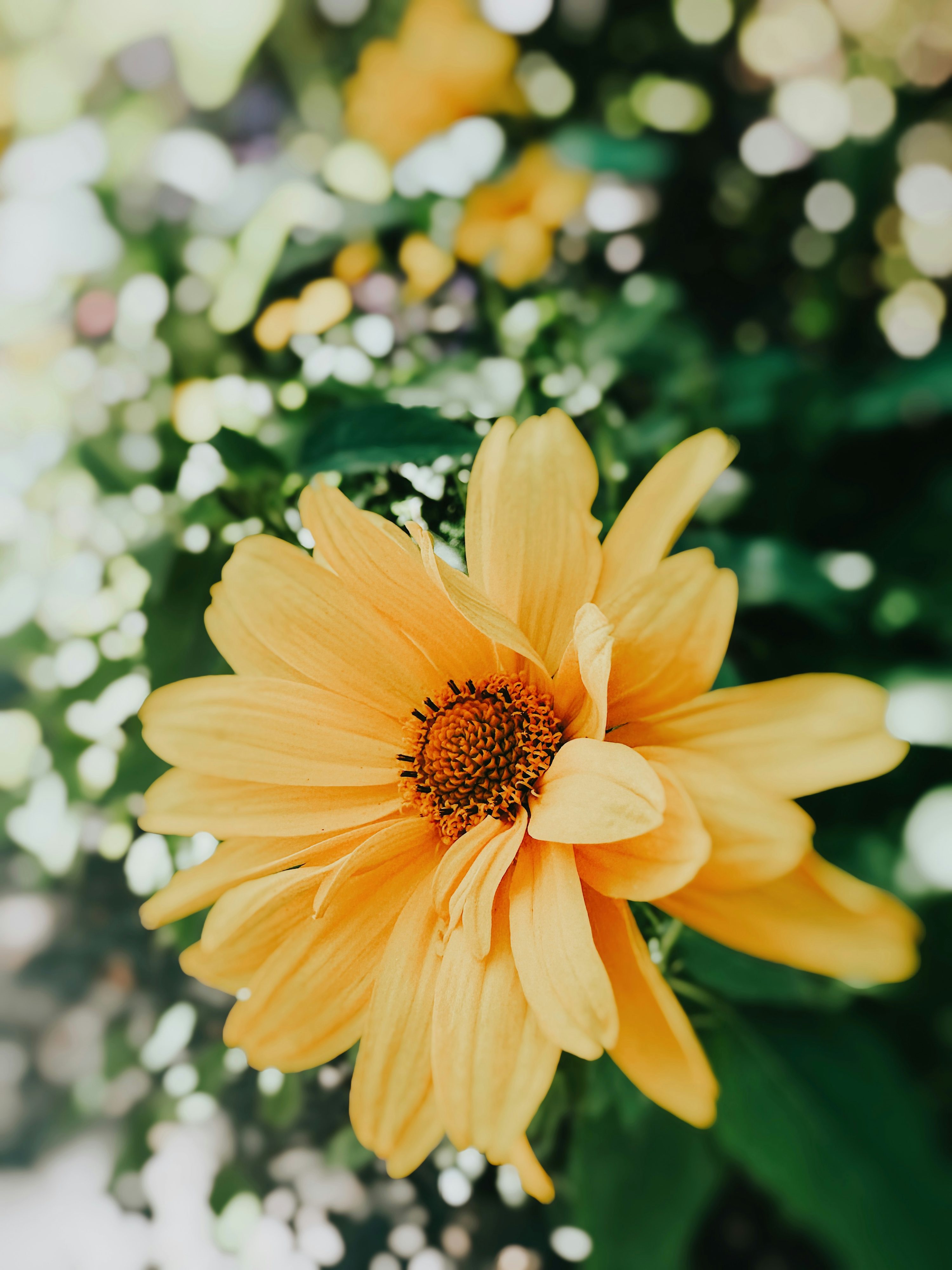 A close up of a yellow flower in a vase photo